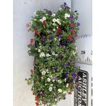 EIGHT POTS CALIBRACHOA TRIOBELLS IN 2 LTR POTS PLUS VAT TO BE SOLD FOR THE EIGHT