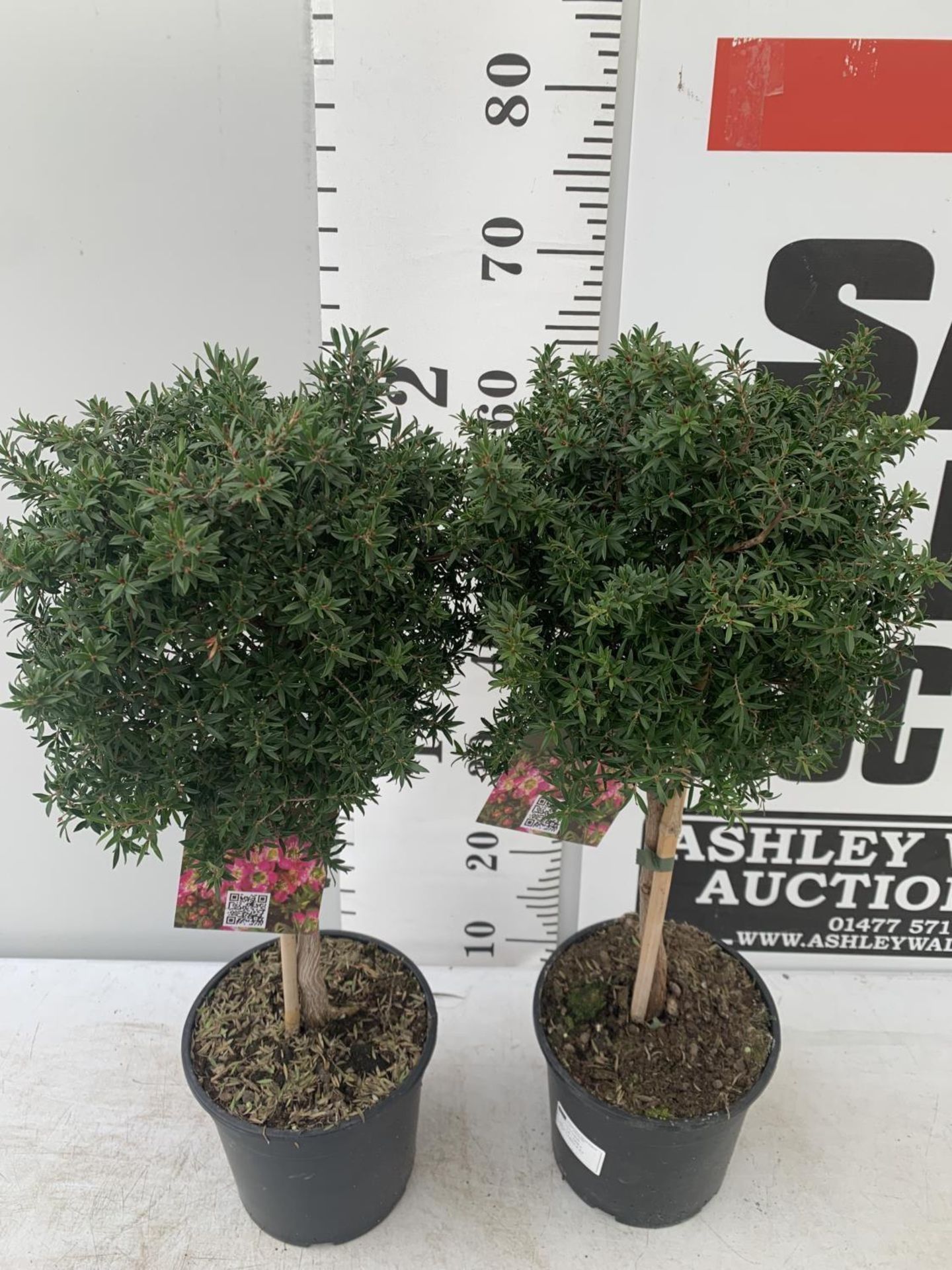 TWO LEPTOSPERMUM 'SUNSHINE' PINK STANDARD TREES APPROX 75CM IN HEIGHT IN FIVE LTR POTS PLUS VAT TO - Image 6 of 10