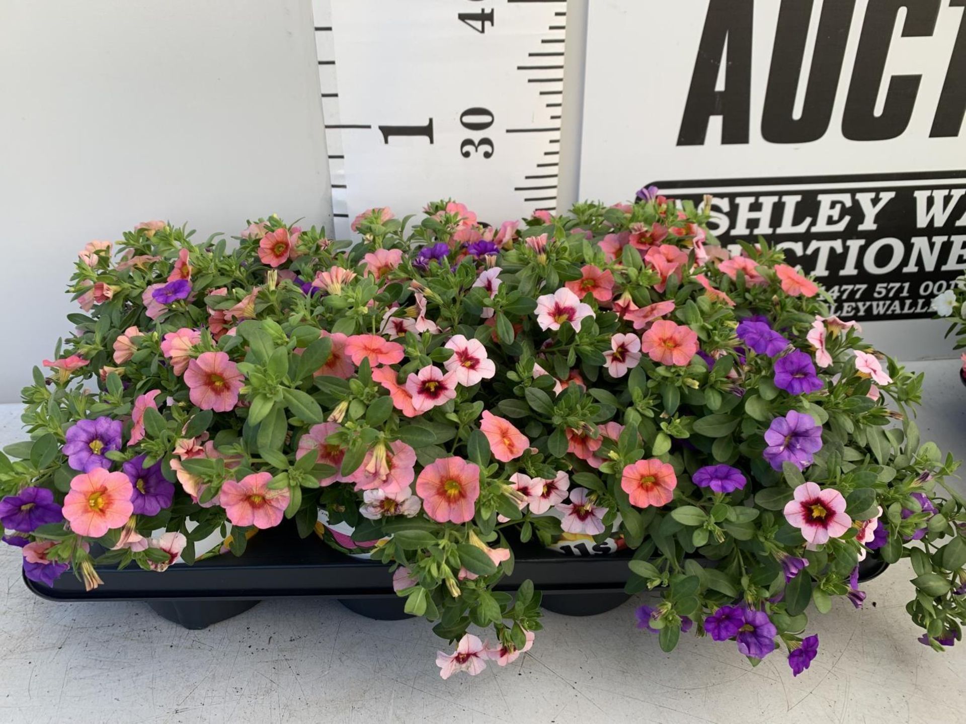 EIGHT POTS CALIBRACHOA TRIOBELLS IN 2 LTR POTS PLUS VAT TO BE SOLD FOR THE EIGHT - Image 2 of 6