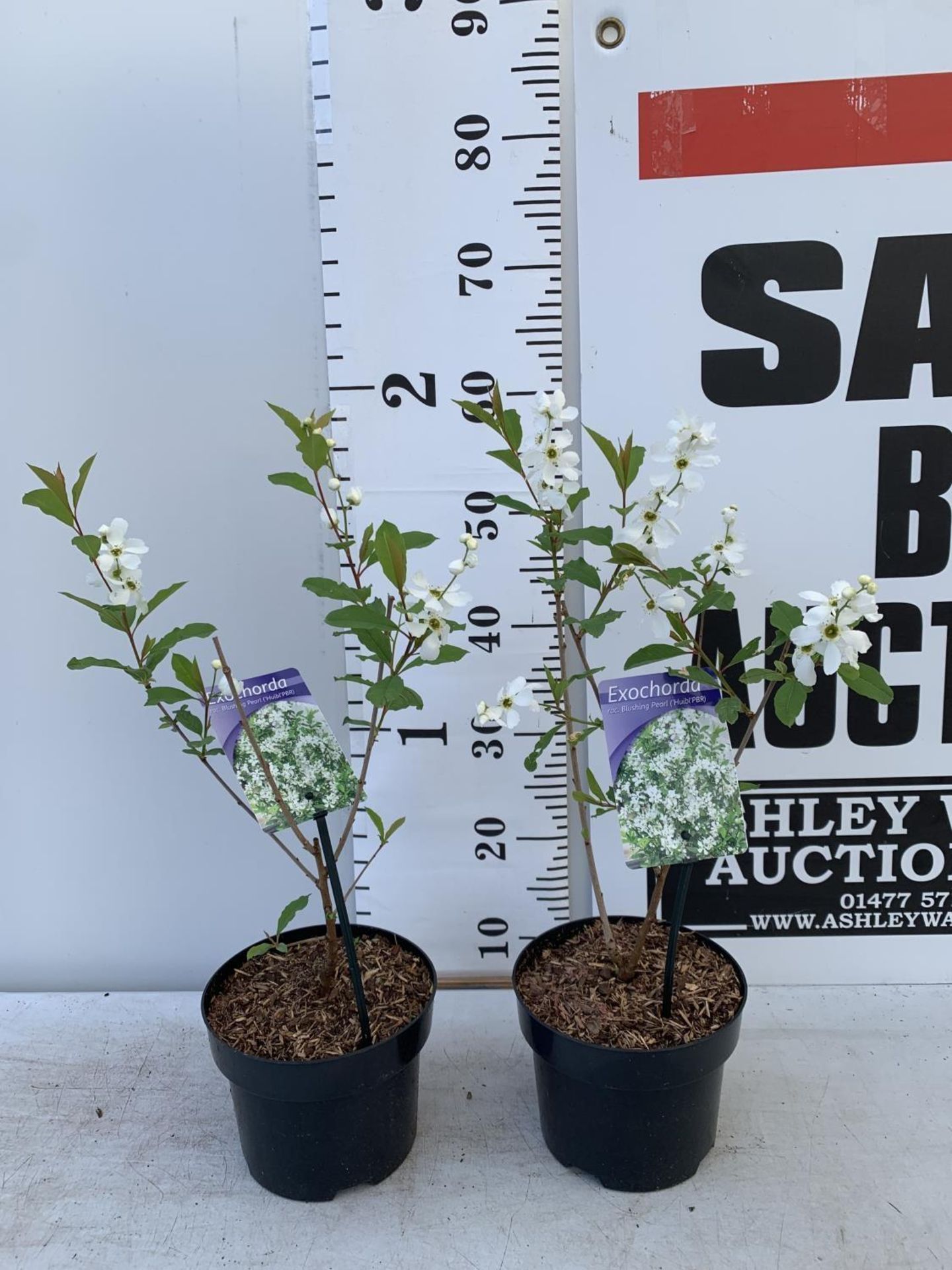 TWO EXOCHORDA BLUSHING PEARL IN 2 LTR POTS APPROX 60CM IN HEIGHT PLUS VAT TO BE SOLD FOR THE TWO - Image 2 of 12