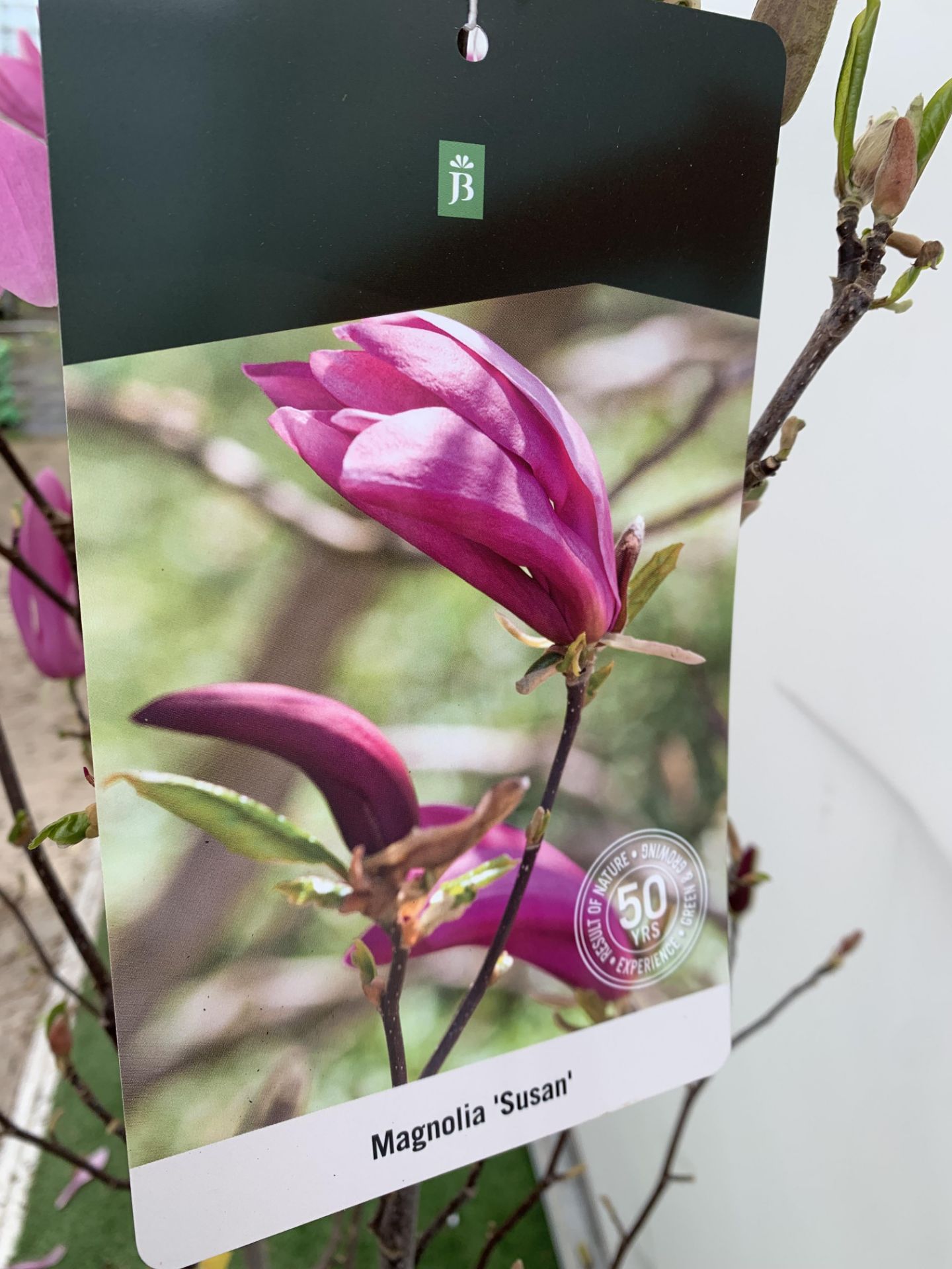 A LARGE MAGNOLIA PINK 'SUSAN' TREE OVER 2 METRES IN HEIGHT IN A 10 LTR POT PLUS VAT - Image 9 of 12