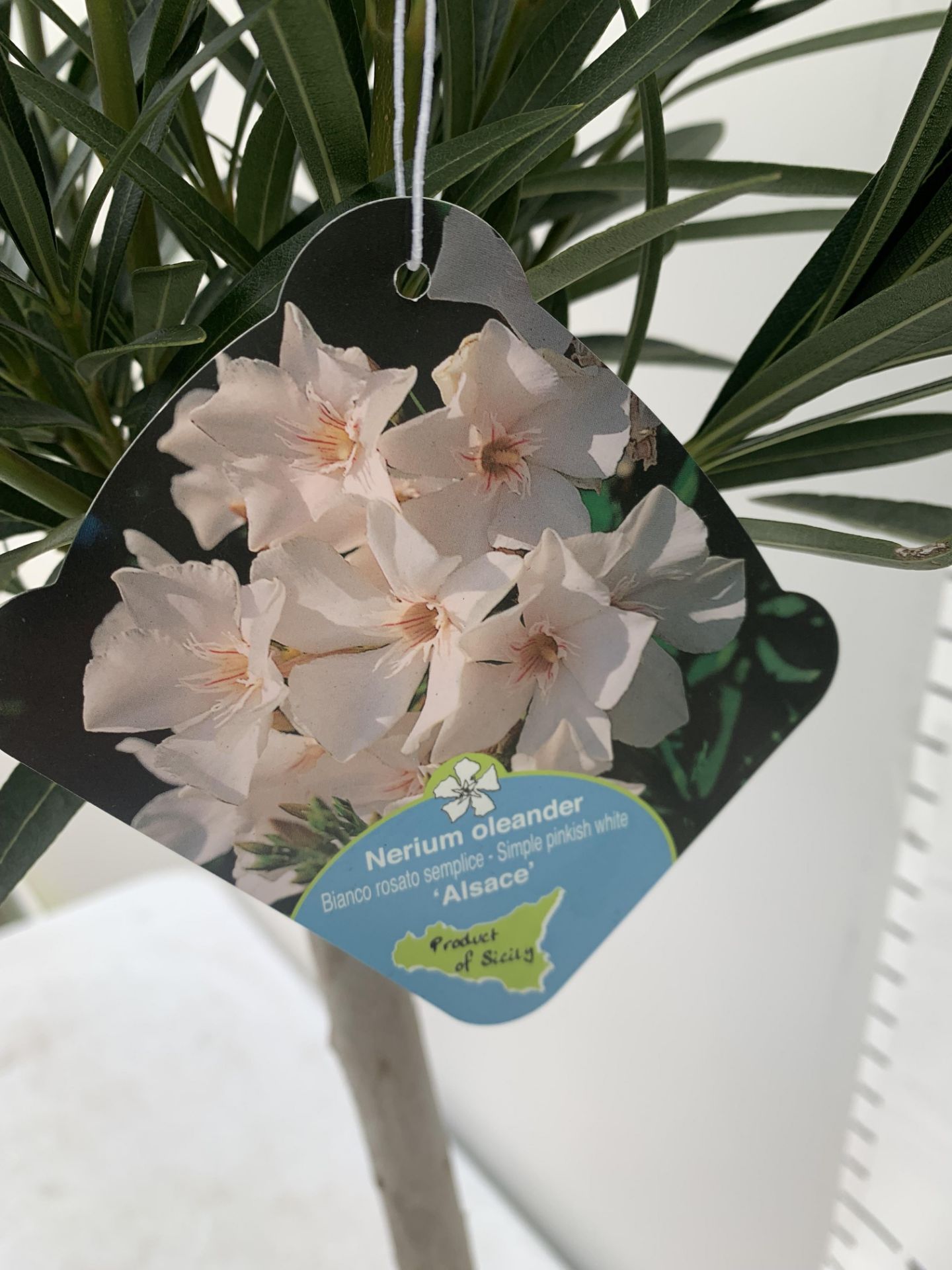 TWO OLEANDER NERIUM STANDARD TREES SIMPLE PINK ' EMILIE' AND PINKISH WHITE 'ALSACE' APPROX 1 METRE - Image 10 of 10
