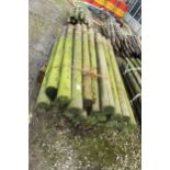 25 FENCE POSTS + VAT