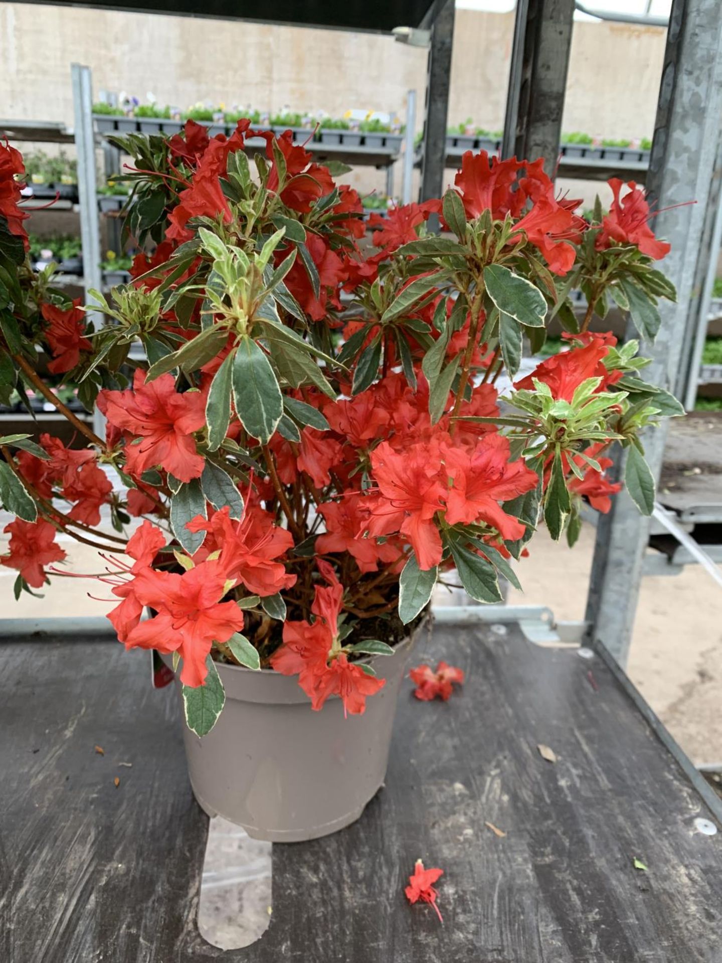 THREE AZALEA JAPONICA HOT SHOT VARIEGATA TO BE SOLD FOR THE THREE PLUS VAT - Image 2 of 5