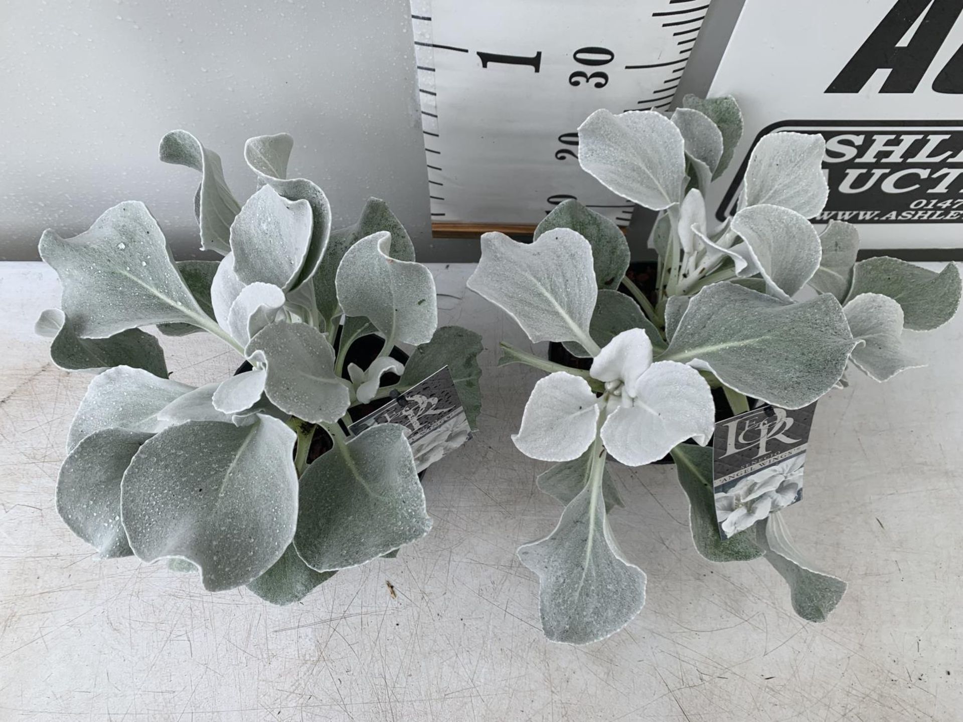 TWO SENECIO ANGEL WINGS APPROX 30CM IN HEIGHT IN 2 LTR POTS PLUS VAT TO BE SOLD FOR THE TWO - Image 2 of 6