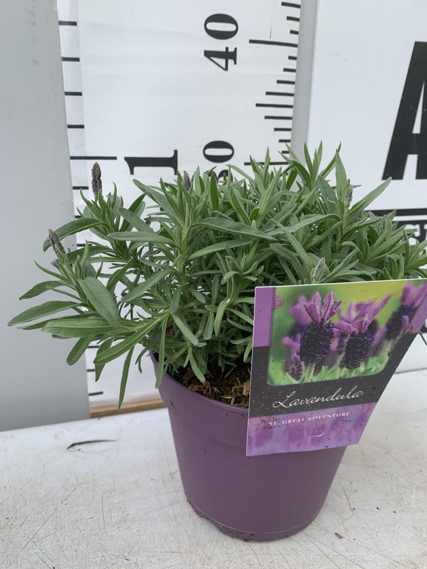 THREE LAVENDER PLANTS IN 2 LTR POTS APPROX 25CM IN HEIGHT PLUS VAT TO BE SOLD FOR THE THREE - Image 3 of 6