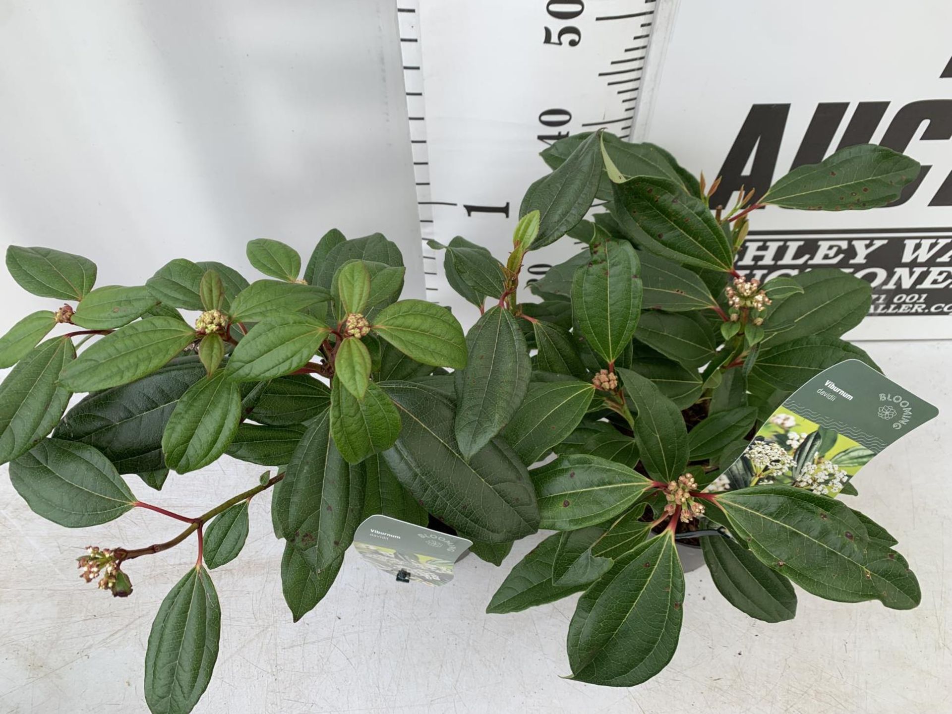 TWO VIBURNUM 'DAVIDII' IN 2LTR POTS APPROX 40CM IN HEIGHT TO BE SOLD FOR THE TWO PLUS VAT - Bild 2 aus 4