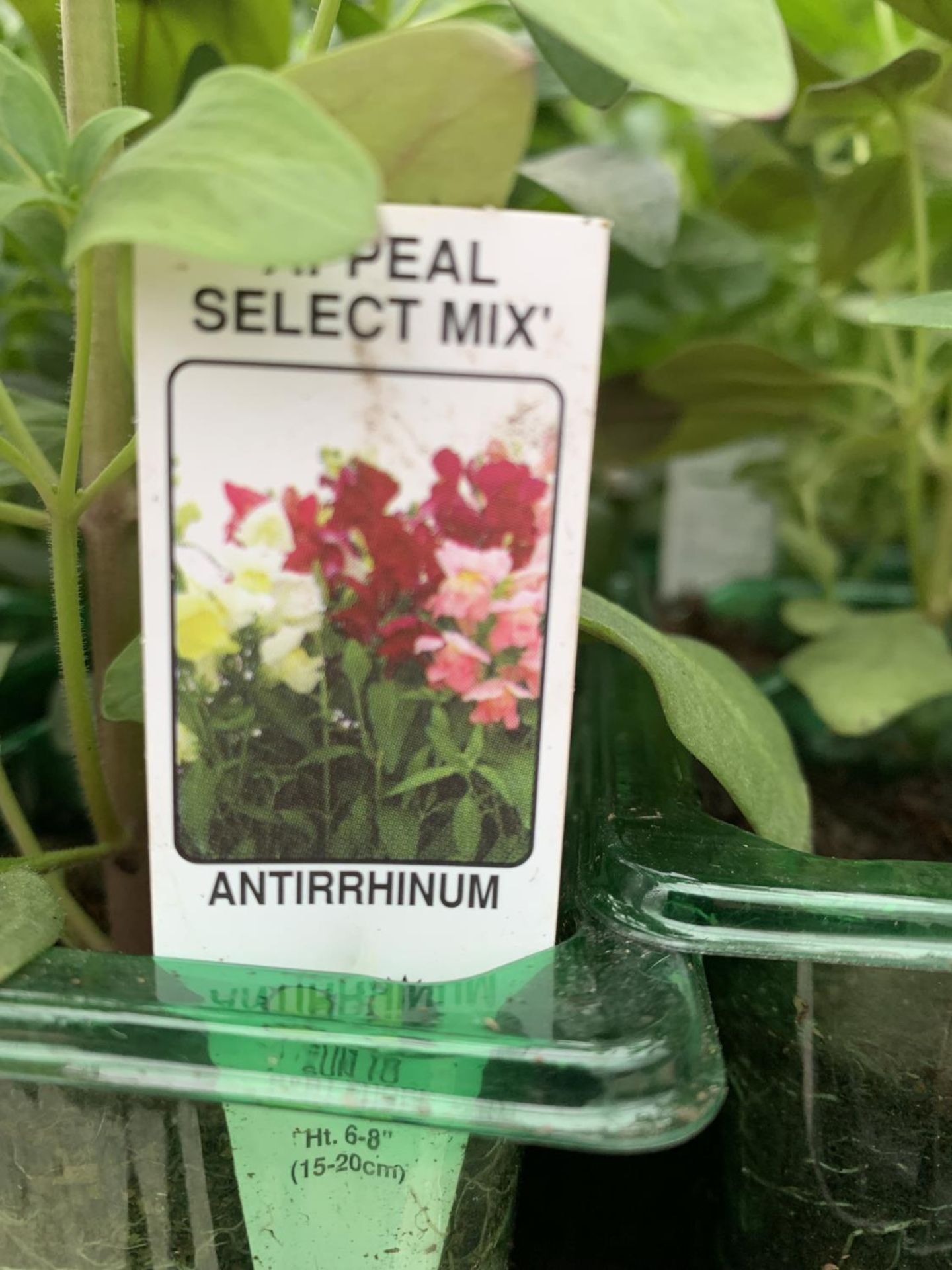 TEN TRAYS OF SIX ANTIRRHINUM APPEAL SELECT MIX TO BE SOLD FOR THE SIXTY PLANTS PLUS VAT - Image 2 of 4
