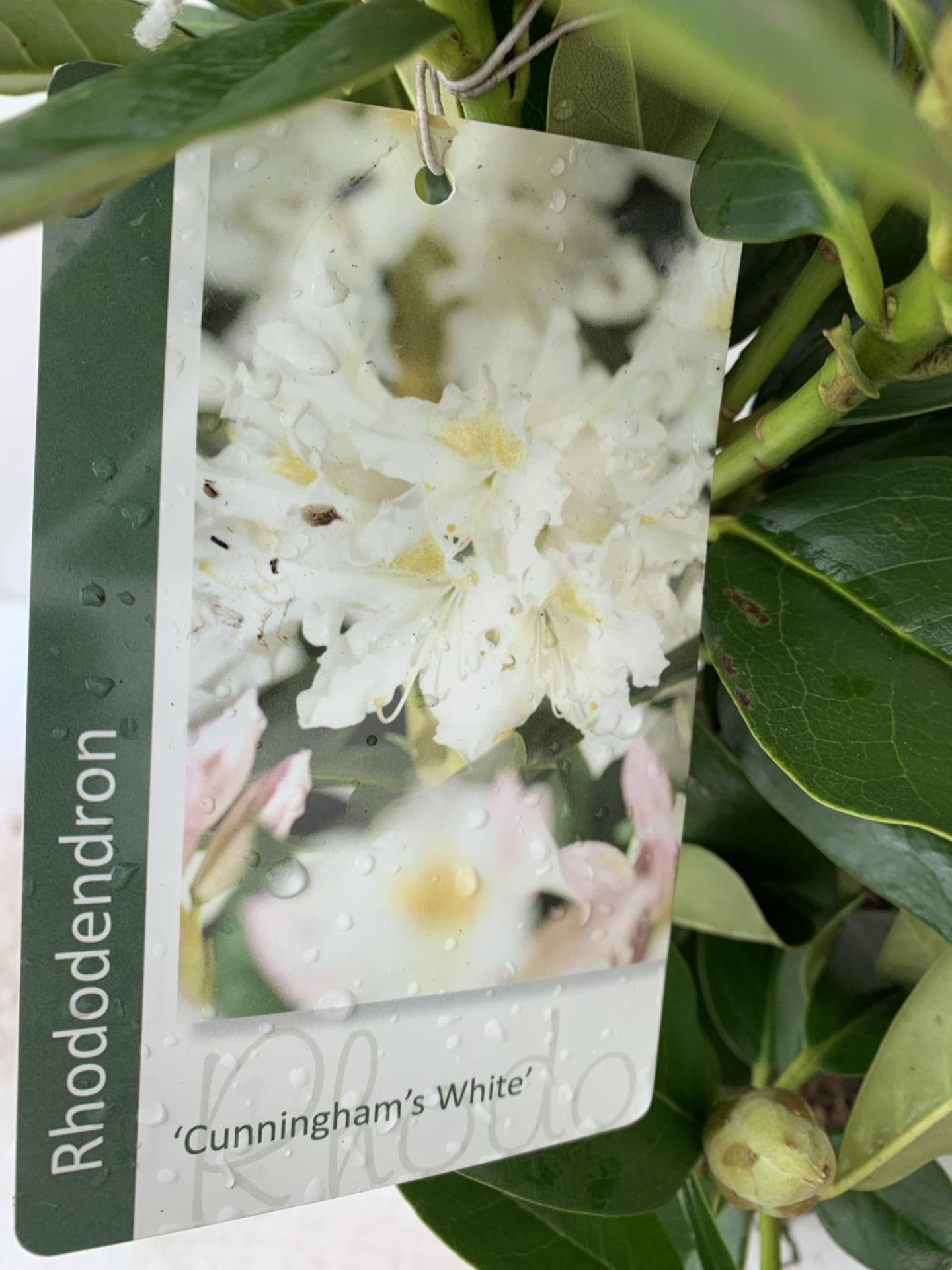 TWO RHODODENDRON CUNNINGHAM'S WHITE AND PONTICUM VARIGATUM IN 5 LTR POTS 70CM TALL PLUS VAT TO BE - Image 5 of 6