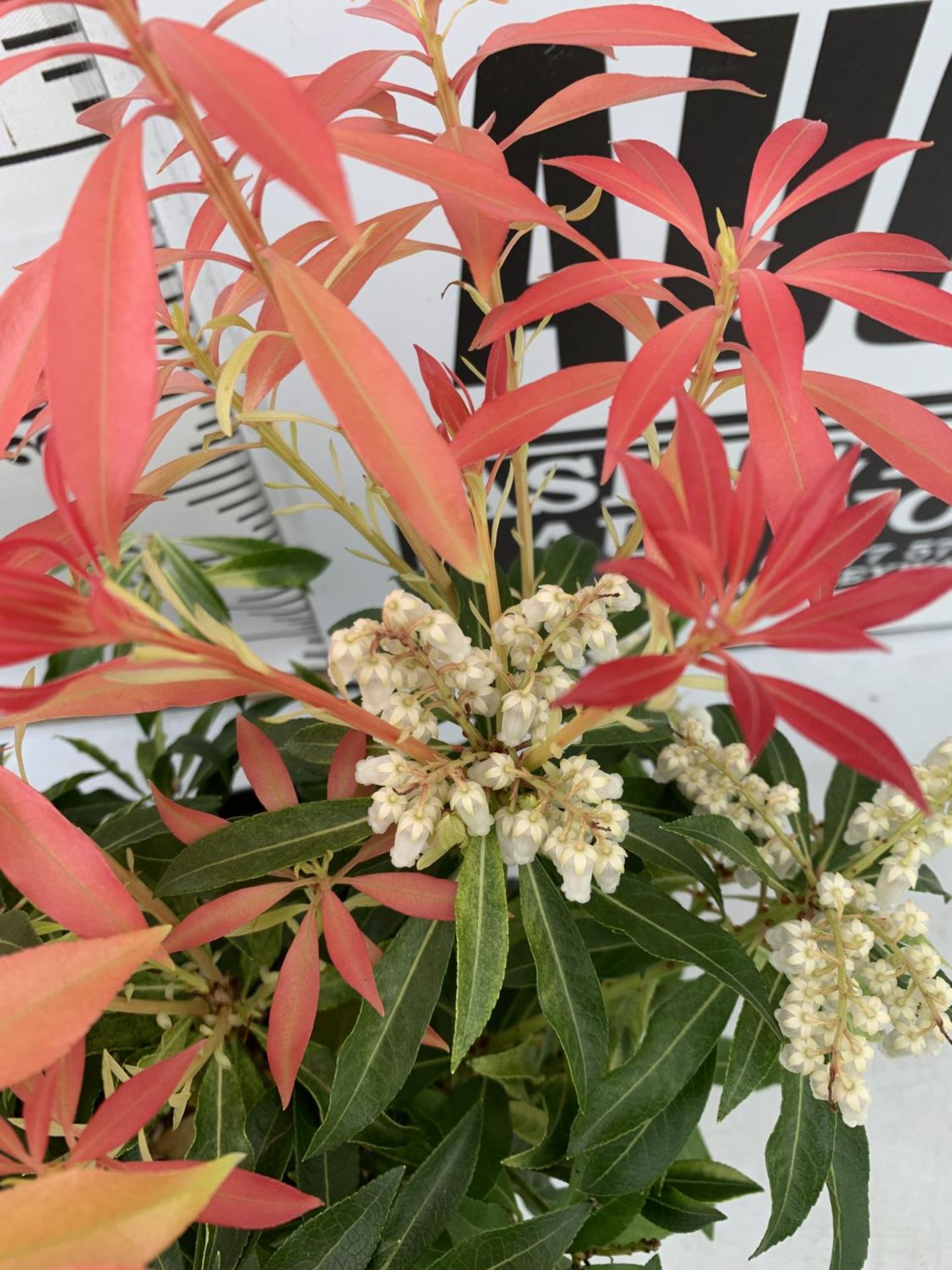 TWO PIERIS JAPONICA 'FLAMING SILVER' AND 'FOREST FLAME' IN 3 LTR POTS 45CM TALL PLUS VAT TO BE - Bild 6 aus 6