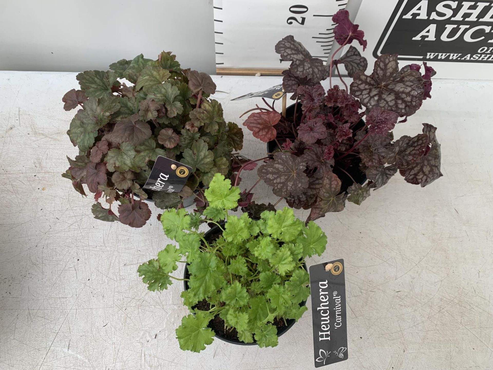 THREE VARIOUS HEUCHERA 'CARNIVAL' IN 2 LTR POTS PLUS VAT TO BE SOLD FOR THE THREE - Image 2 of 4