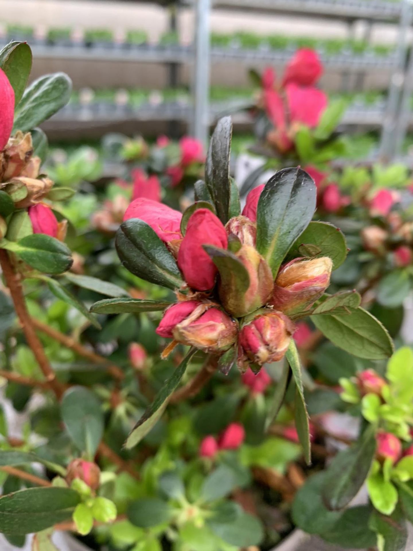 THREE AZALEA JAPONICA MOEDERKENSDAG IN 2 LTR POTS TO BE SOLD FOR THE THREE PLUS VAT - Image 5 of 6