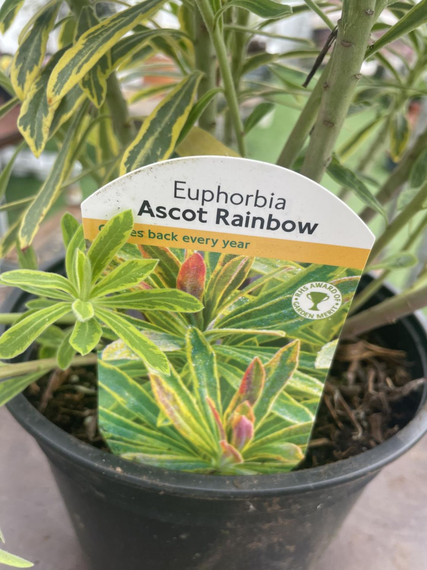 SIX EUPHORBIA ASCOT RAINBOW 80CM TALL TO BE SOLD FOR THE SIX PLUS VAT - Image 7 of 7