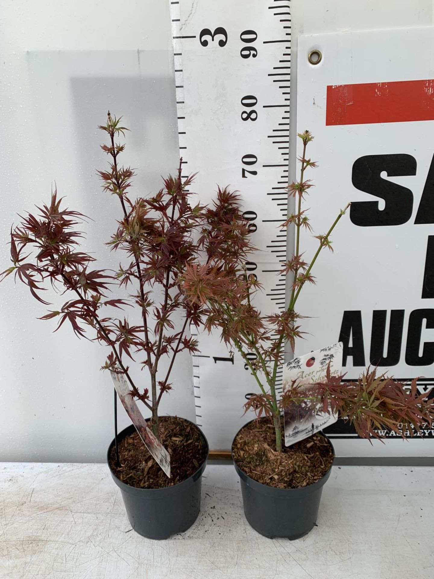 TWO ACER PALMATUMS 'SHAINA' AND 'JERRE SCHWARTZ' APPROX 80CM IN HEIGHT IN 3 LTR POTS PLUS VAT TO - Image 2 of 11