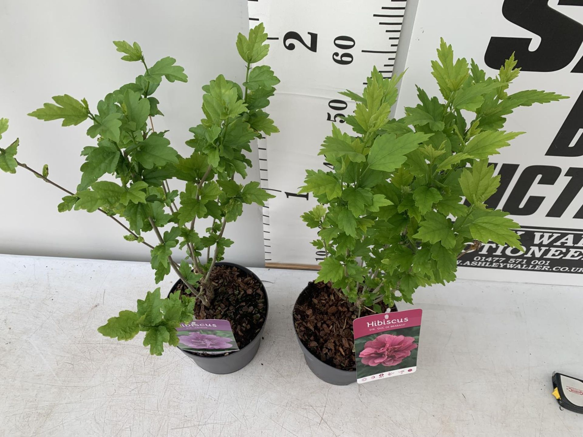 TWO HIBISCUS SYRIACUS PINK 'DUC DE BRABANT' AND 'ARDENS' LIGHT PURPLE APPROX 70CM IN HEIGHT IN 3 LTR - Bild 2 aus 6