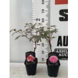 TWO PAEONIA SUFFRUCTICOSA JAPANESE TREE PAEONIES IN PINK AND RED AND WHITE IN 1 LTR POTS HEIGHT 55CM