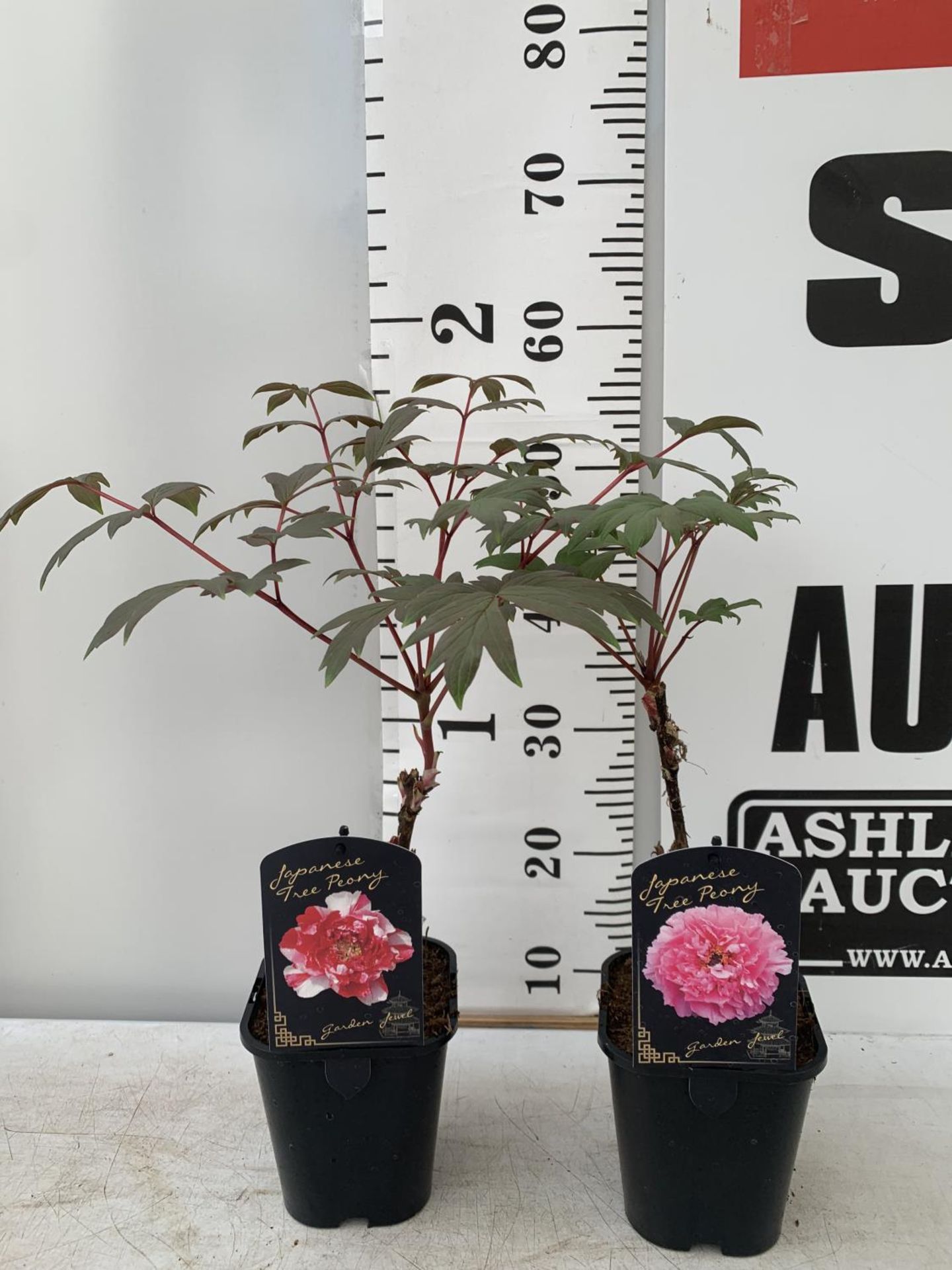 TWO PAEONIA SUFFRUCTICOSA JAPANESE TREE PAEONIES IN PINK AND RED AND WHITE IN 1 LTR POTS HEIGHT 55CM