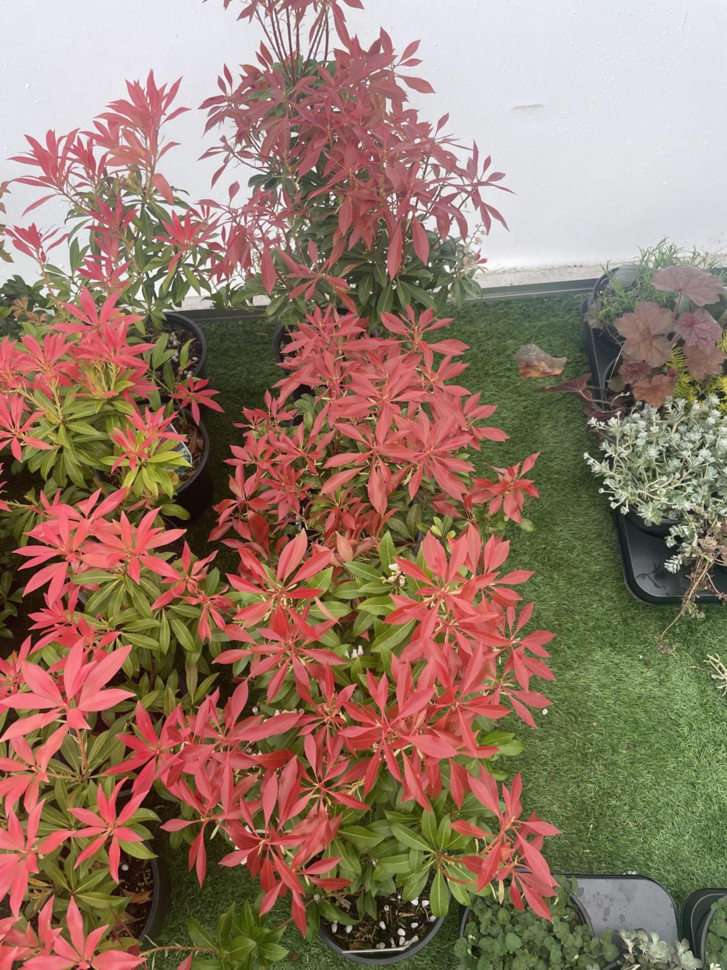 FIVE PIERIS MOUNTAIN FIRE 60CM TALL TO BE SOLD FOR FIVE PLUS VAT - Image 3 of 4