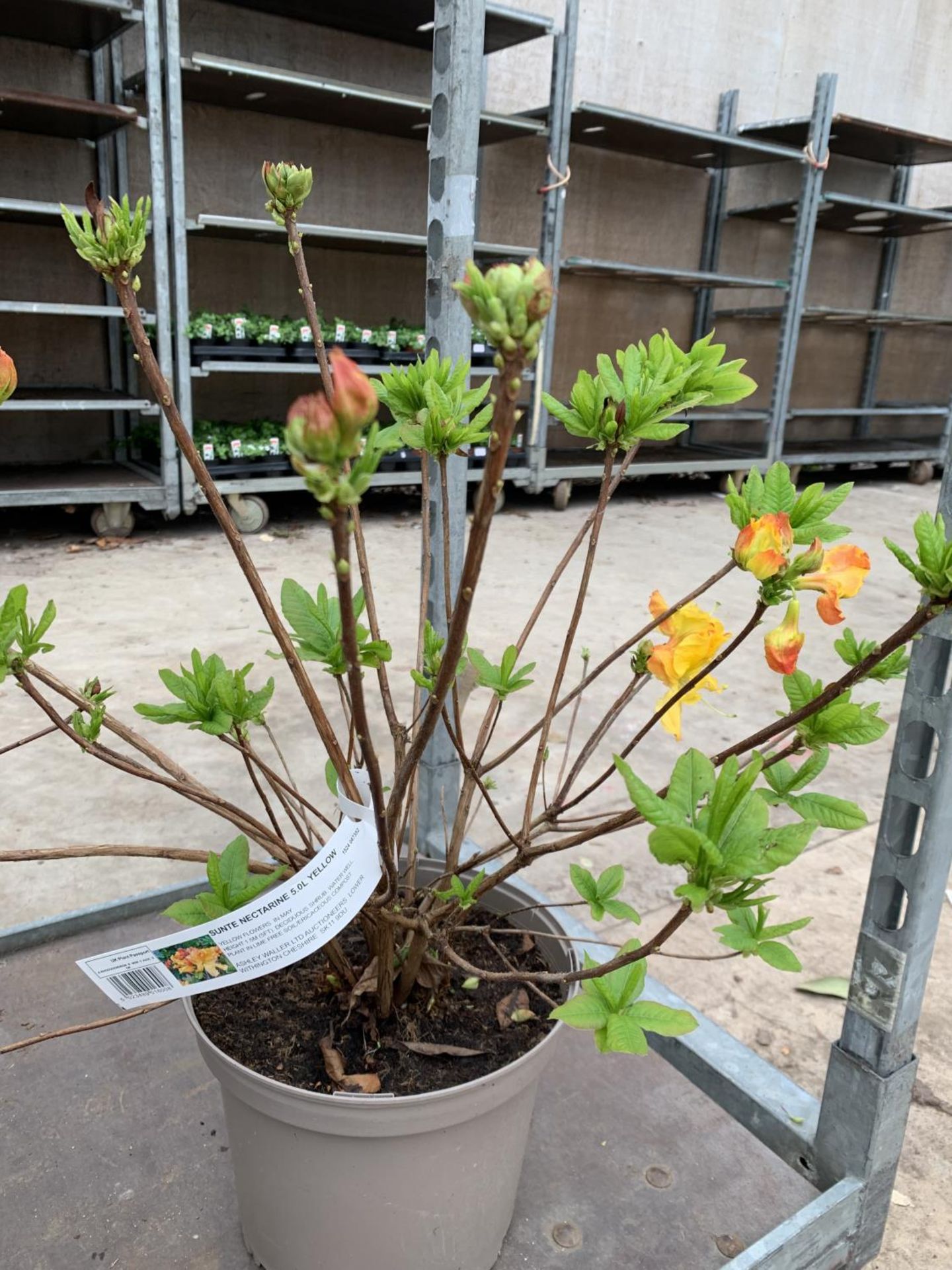 THREE AZALEA SUNTE NECTARINE YELLOW IN 5 LTR POTS HEIGHT 60CM TO BE SOLD FOR THE THREE PLUS VAT - Image 6 of 6