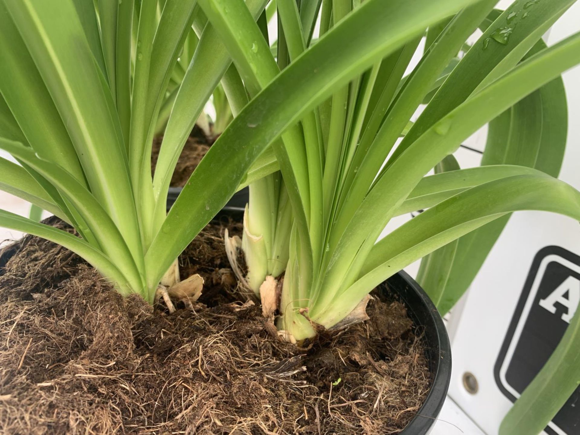 TWO LARGE AGAPANTHUS AFRICANUS IN 7 LTR POTS APPROX 70CM IN HEIGHT PLUS VAT TO BE SOLD FOR THE TWO - Image 4 of 4