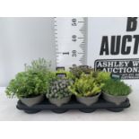 EIGHT MIXED EVERGREEN SEDUMS ON A TRAY IN P14 POTS PLUS VAT TO BE SOLD FOR THE EIGHT
