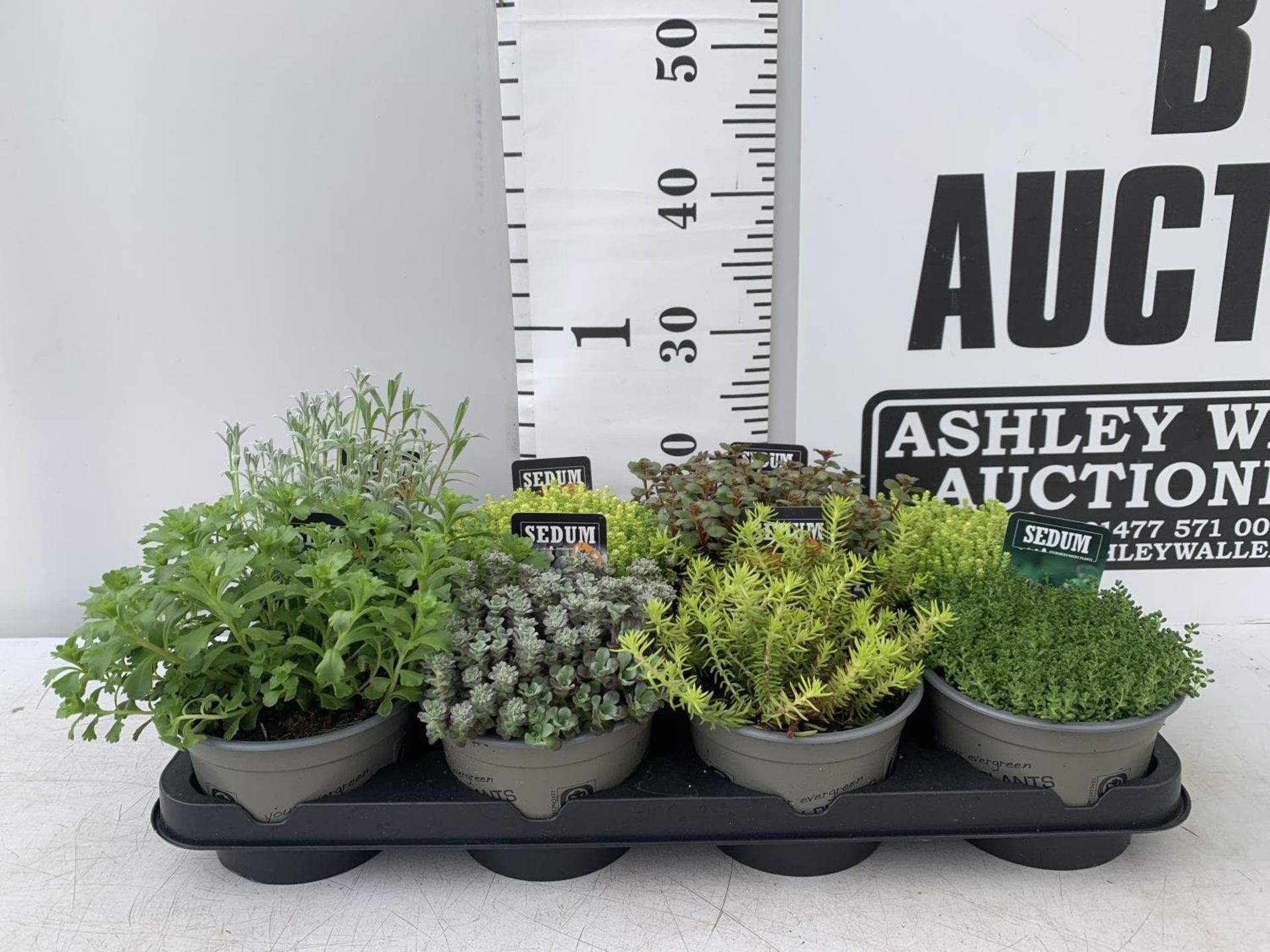 EIGHT MIXED EVERGREEN SEDUMS ON A TRAY IN P14 POTS PLUS VAT TO BE SOLD FOR THE EIGHT