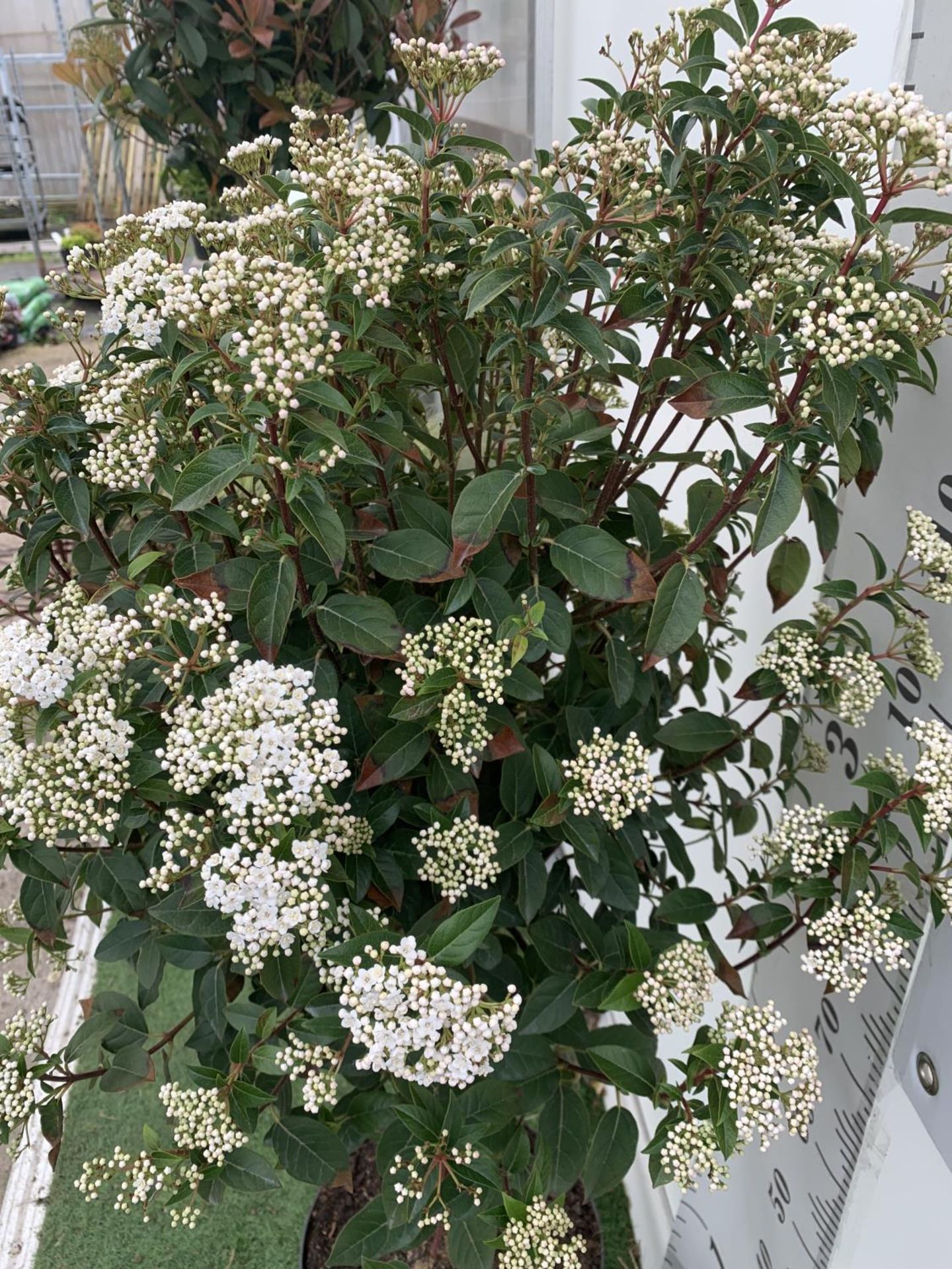 ONE VIBURNUM TINUS STANDARD TREE 'EVE PRICE' APPROX 140CM IN HEIGHT IN A 10 LTR POT PLUS VAT - Image 3 of 7