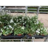 SIXTEEN POTS OF WHITE ARABIS TO BE SOLD FOR SIXTEEN PLUS VAT