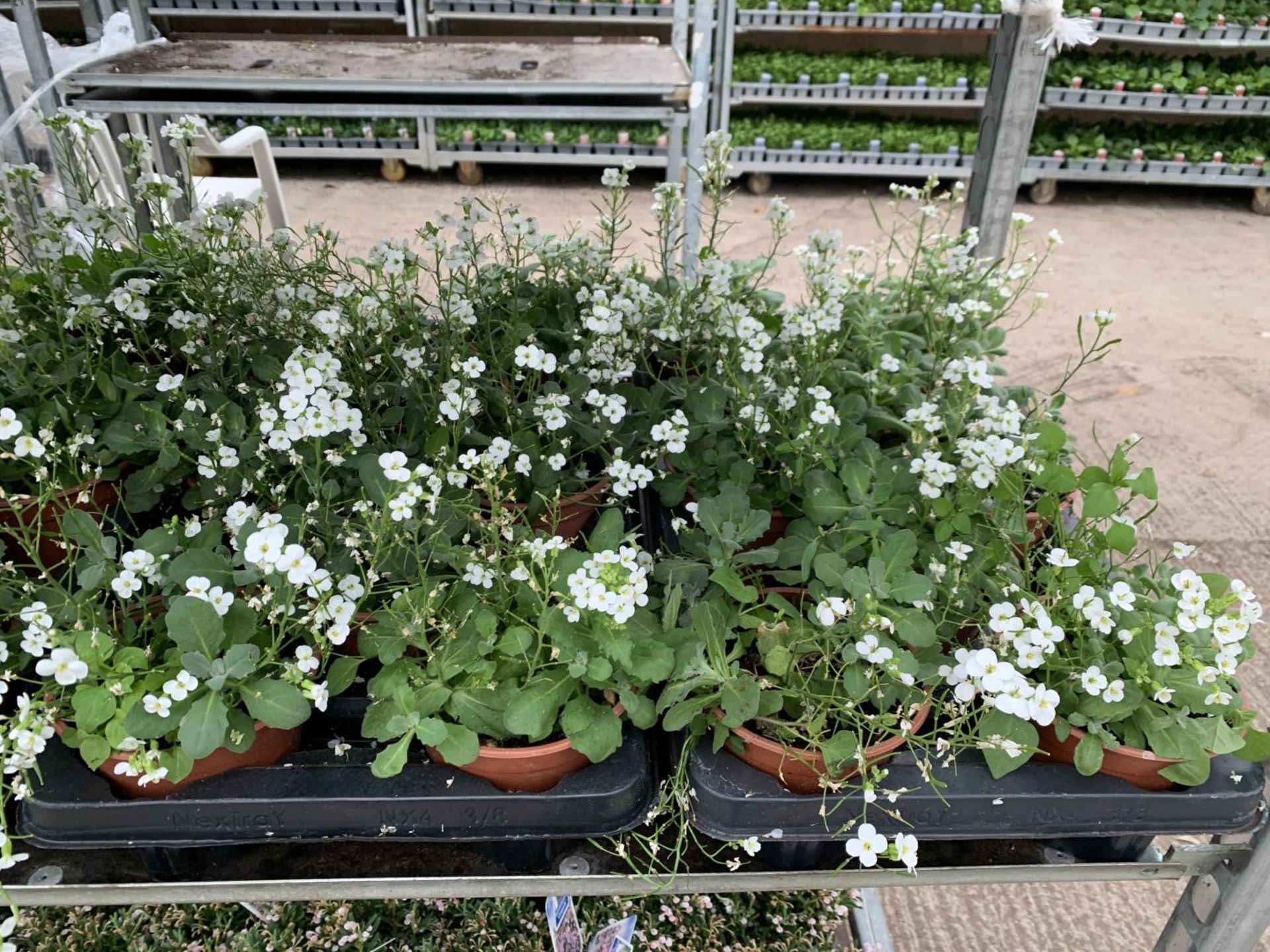 SIXTEEN POTS OF WHITE ARABIS TO BE SOLD FOR SIXTEEN PLUS VAT