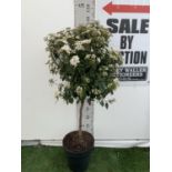 ONE VIBURNUM TINUS STANDARD TREE 'EVE PRICE' APPROX 140CM IN HEIGHT IN A 10 LTR POT PLUS VAT