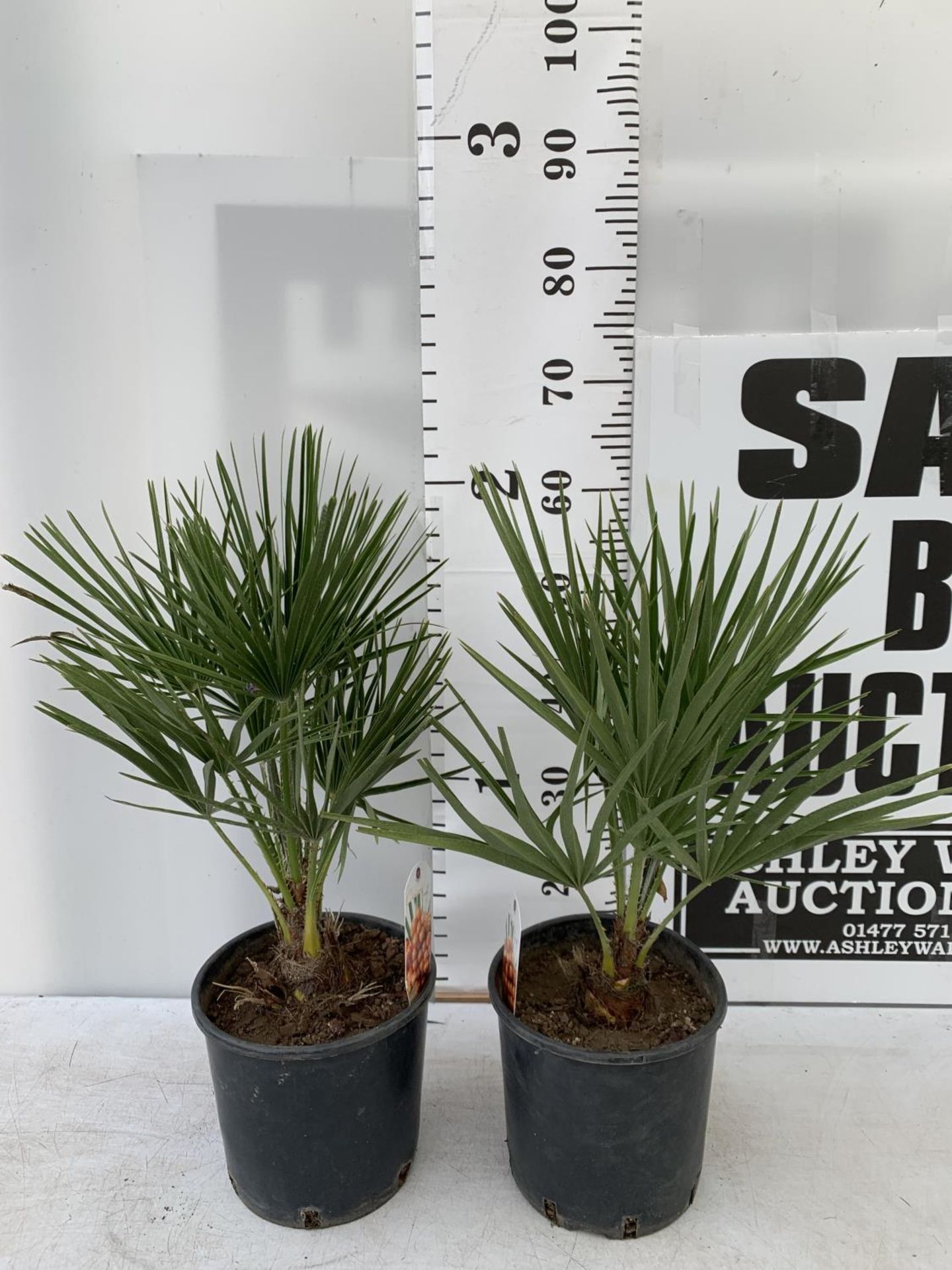 TWO CHAMAEROPS HUMILIS HARDY IN 3 LTR POTS APPROX 60CM IN HEIGHT PLUS VAT TO BE SOLD FOR THE TWO - Image 2 of 6
