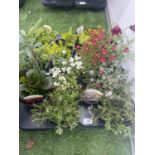 TWELVE MIXED PERENNIALS TO INCLUDE SAXIFRAGE, PENSTEMON, SEDUM, PHLOX ETC TO BE SOLD FOR THE