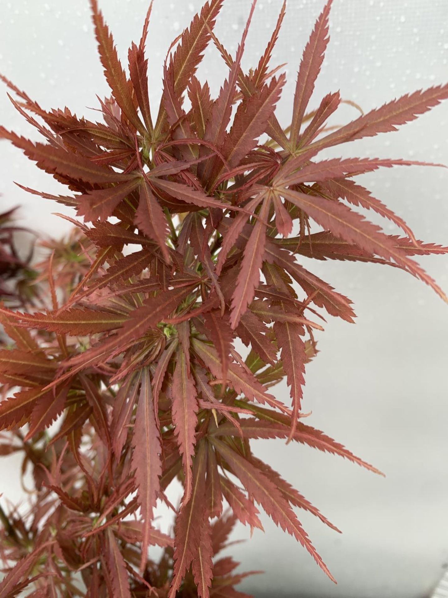 TWO ACER PALMATUMS 'SHAINA' AND 'JERRE SCHWARTZ' APPROX 80CM IN HEIGHT IN 3 LTR POTS PLUS VAT TO - Image 11 of 11