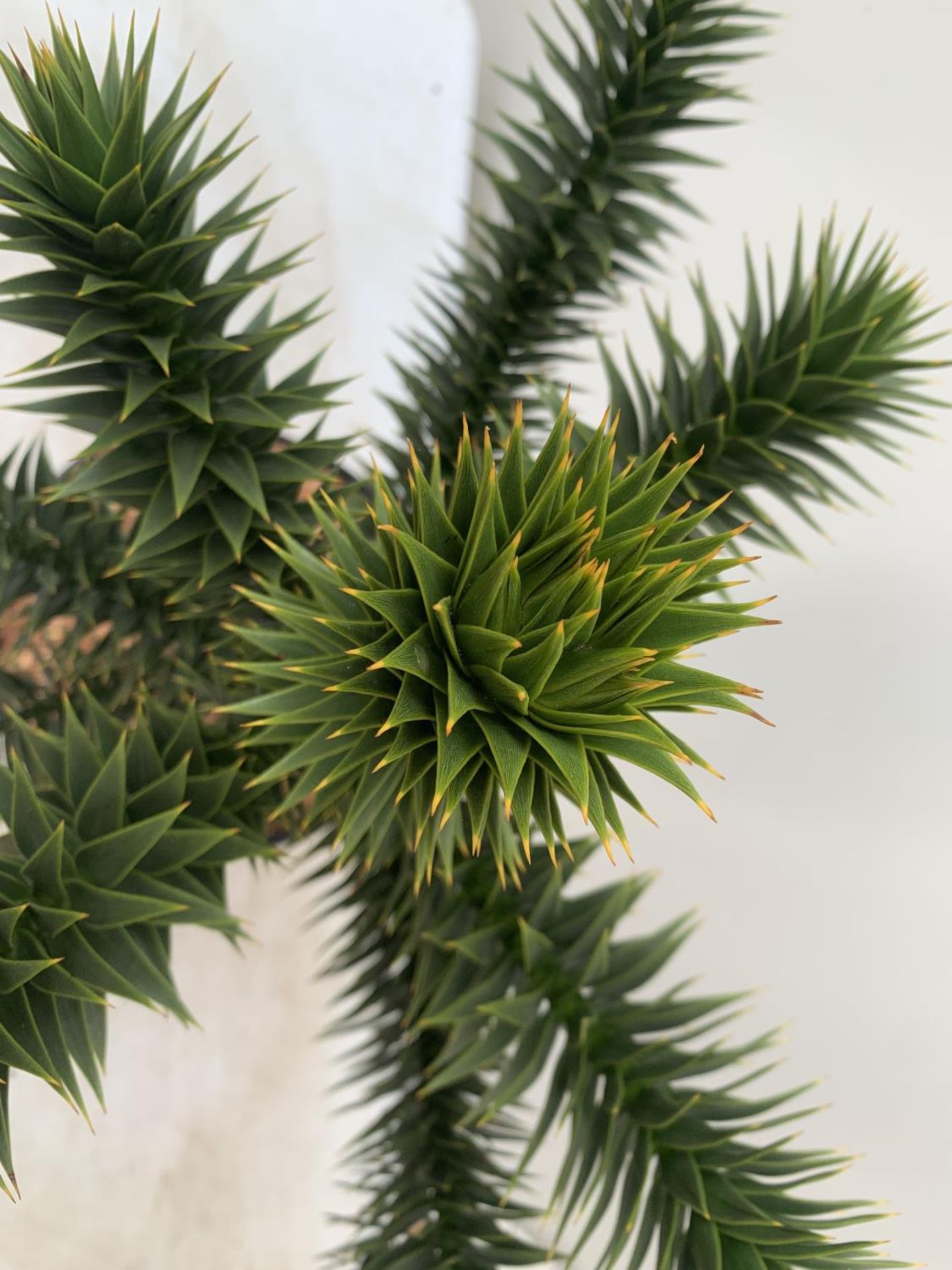 ONE MONKEY PUZZLE TREE ARAUCARIA ARAUCANA APPROX 70CM IN HEIGHT IN A 5 LTR POT PLUS VAT - Image 5 of 5