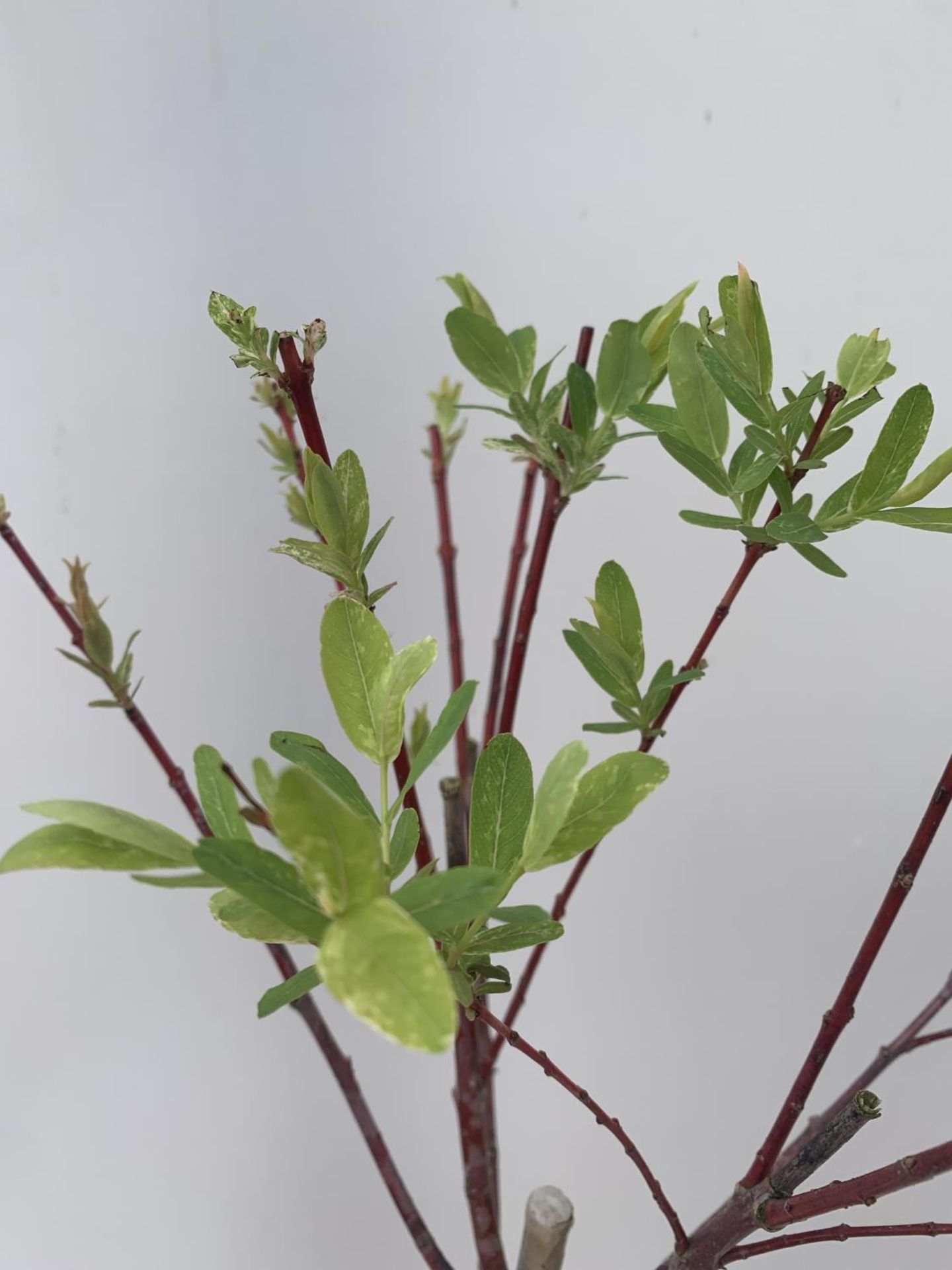 TWO STANDARD SALIX INTEGRA 'FLAMINGO' OVER 110CM IN HEIGHT IN 3 LTR POTS PLUS VAT TO BE SOLD FOR THE - Image 3 of 4