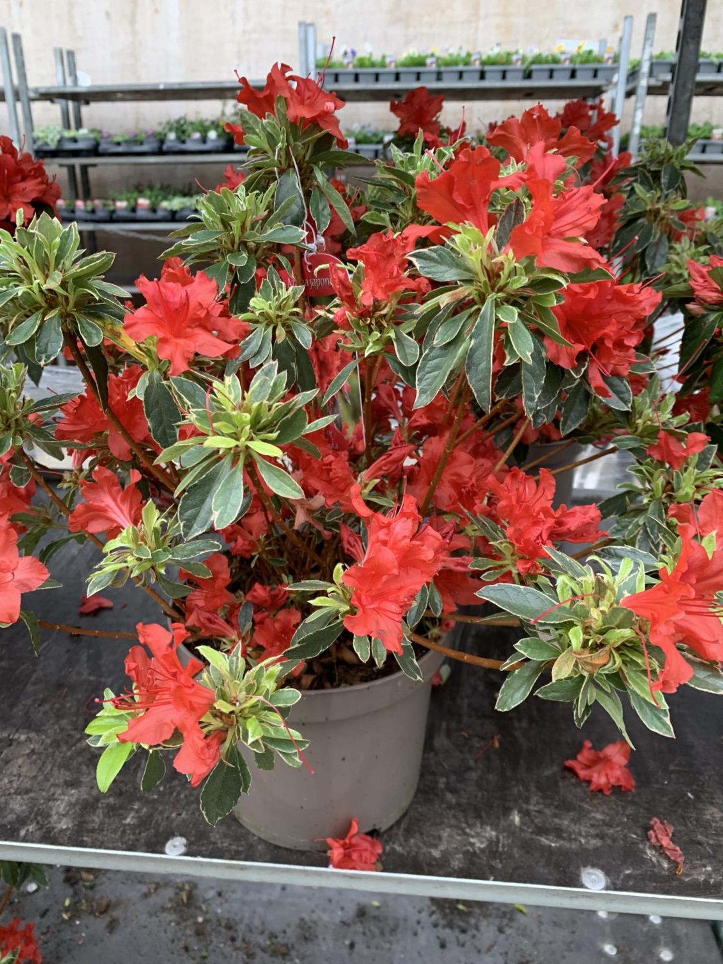 THREE AZALEA JAPONICA HOT SHOT VARIEGATA TO BE SOLD FOR THE THREE PLUS VAT - Image 2 of 5