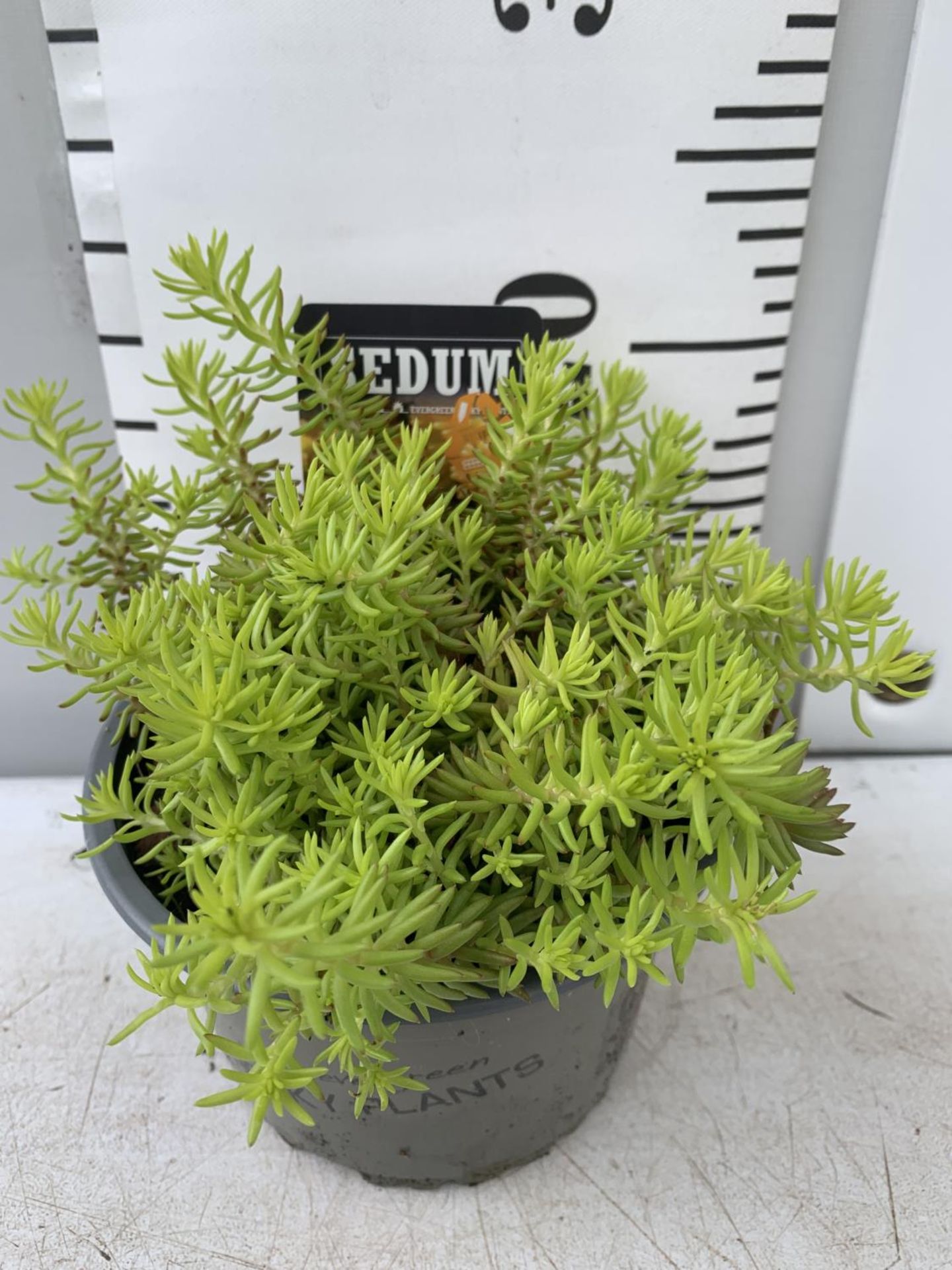 EIGHT VARIOUS EVERGREEN SEDUMS ON A TRAY IN P14 POTS TO BE SOLD FOR THE EIGHT PLUS VAT - Image 5 of 6