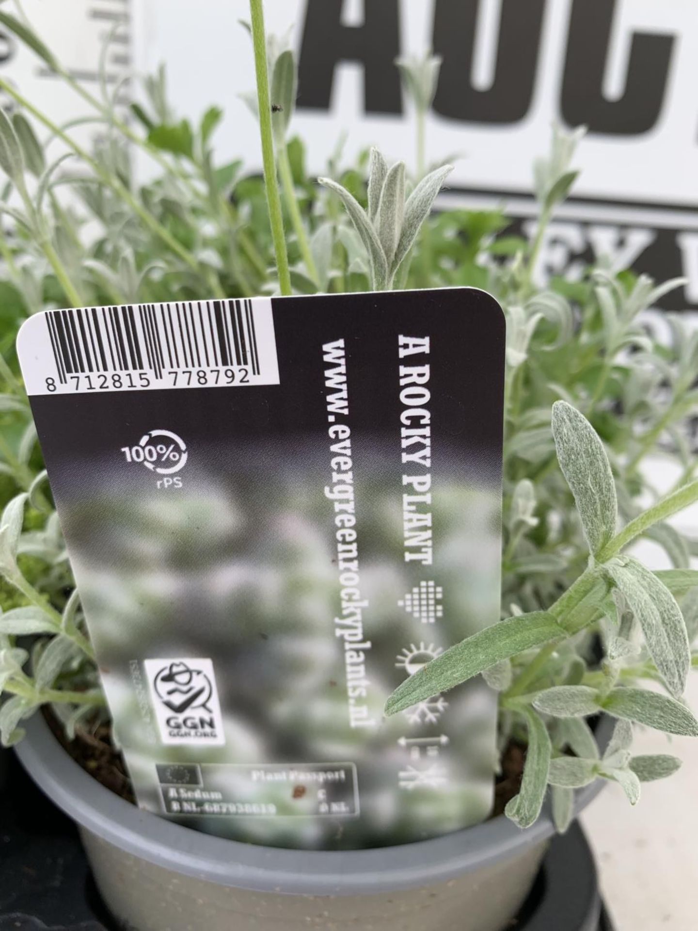 EIGHT MIXED EVERGREEN SEDUMS ON A TRAY IN P14 POTS PLUS VAT TO BE SOLD FOR THE EIGHT - Image 4 of 8