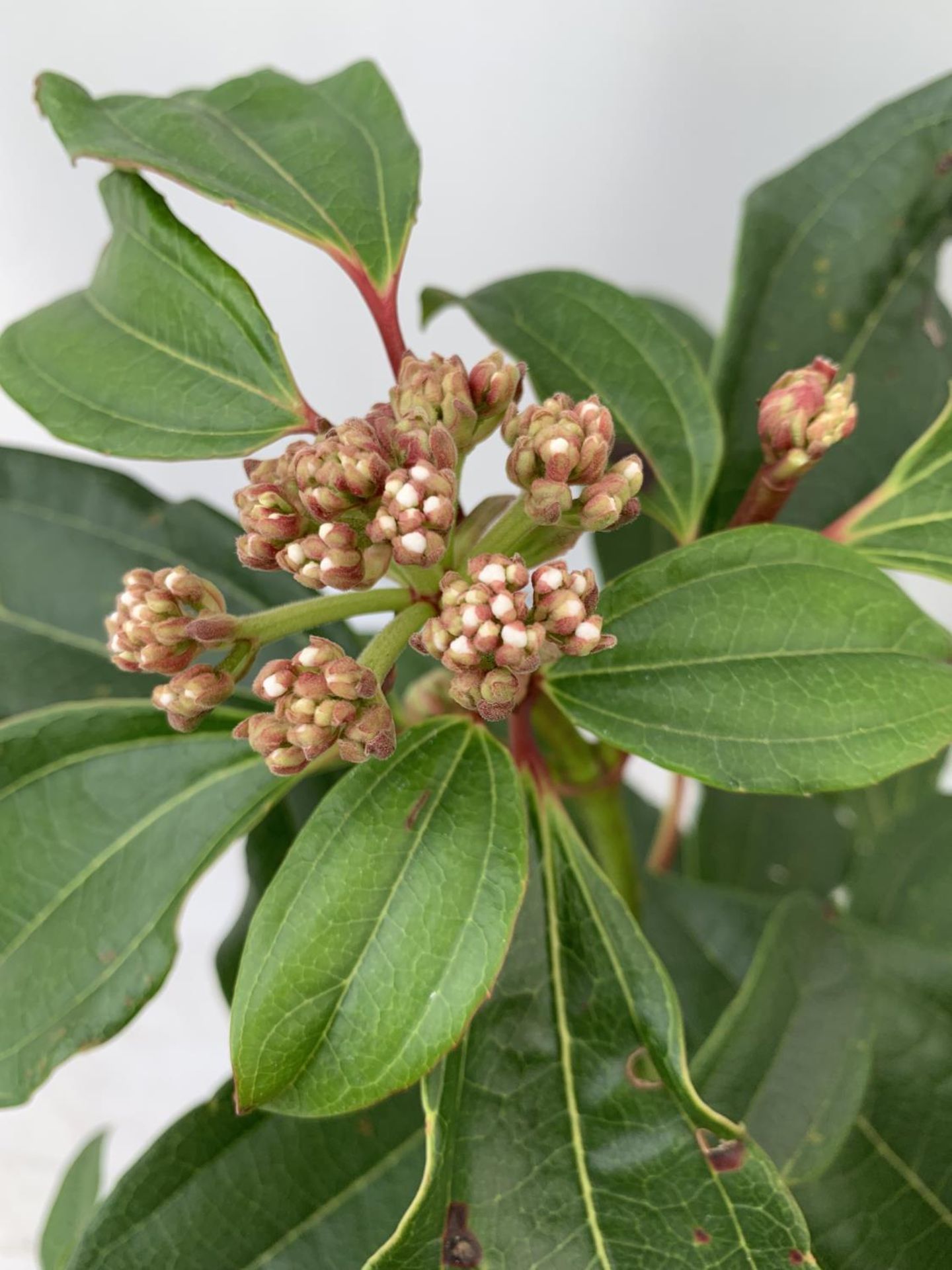 TWO VIBURNUM 'DAVIDII' IN 2LTR POTS APPROX 40CM IN HEIGHT TO BE SOLD FOR THE TWO PLUS VAT - Image 3 of 4