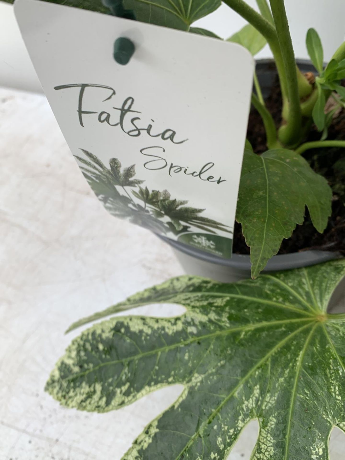 TWO FATSIA SPIDER VARIEGATA IN 2 LTR POTS 40CM TALL PLUS VAT TO BE SOLD FOR THE TWO - Image 4 of 4