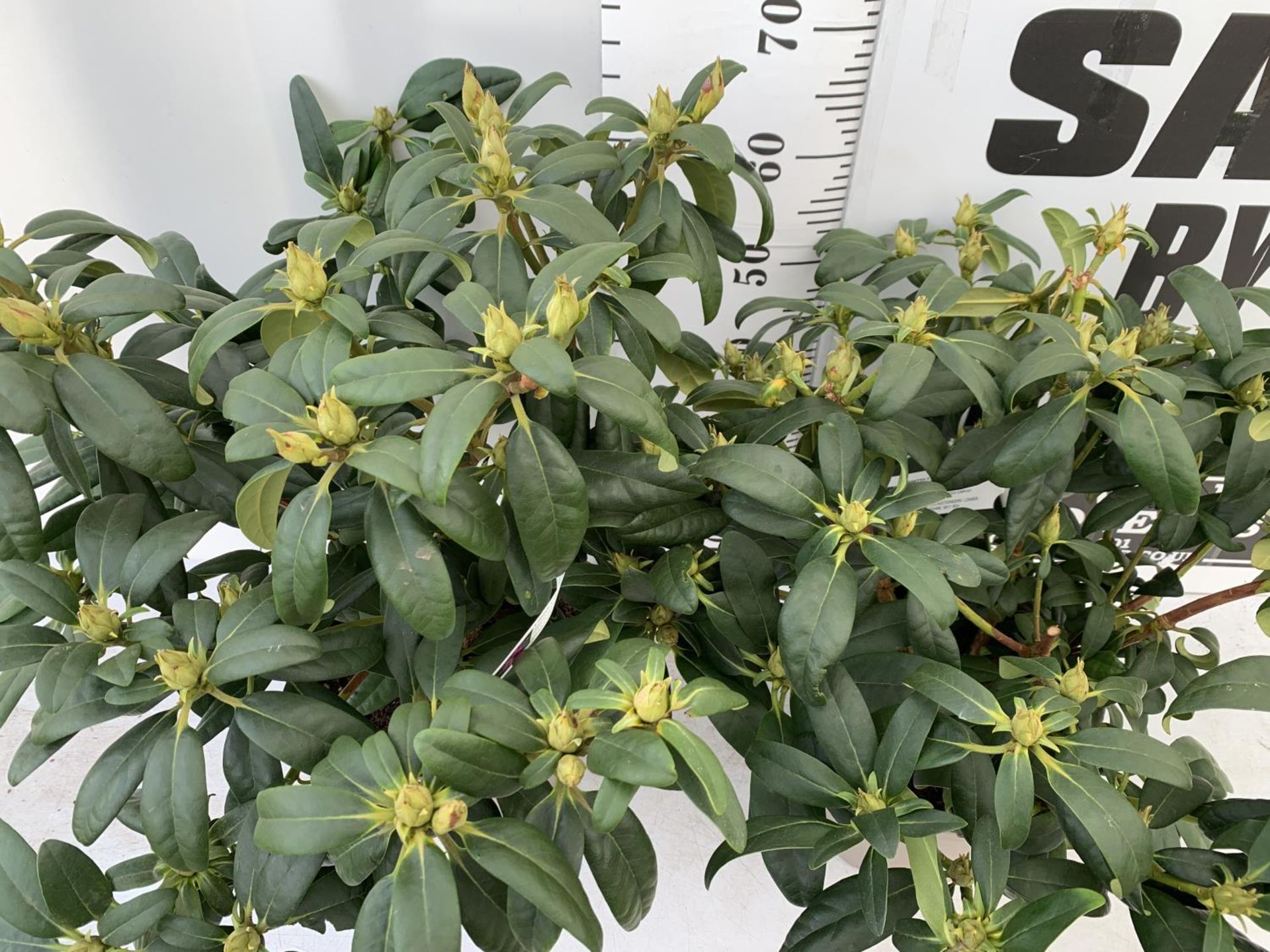 TWO LARGE RHODODENDRONS LIBRETTO PURPLE IN 7.5 LTR POTS APPROX 70CM IN HEIGHT PLUS VAT TO BE SOLD - Image 2 of 4