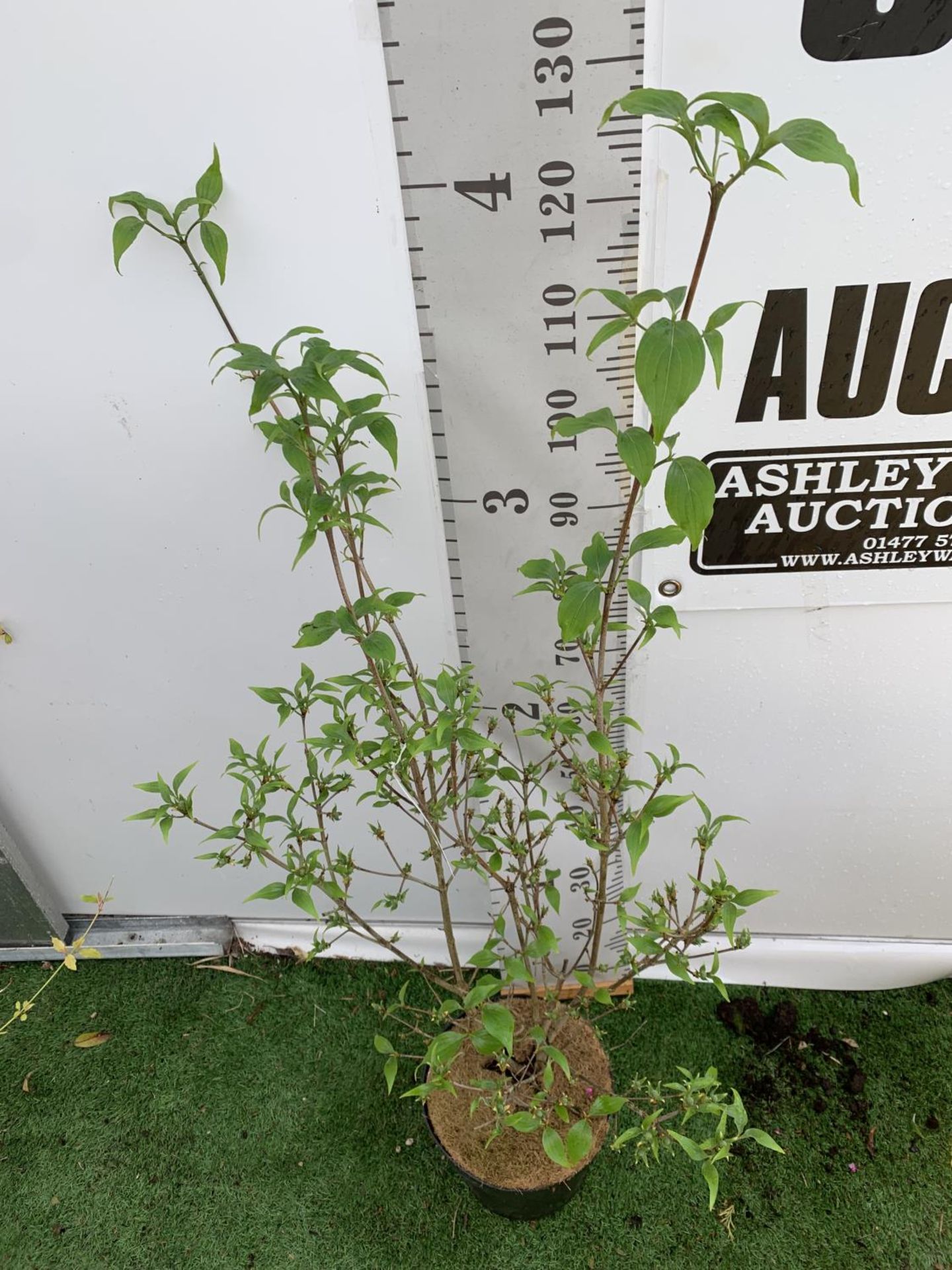 ONE CORNUS KOUSA 'CHINA GIRL' TREE APPROX 130CM IN HEIGHT IN A 7 LTR POT PLUS VAT - Image 2 of 7