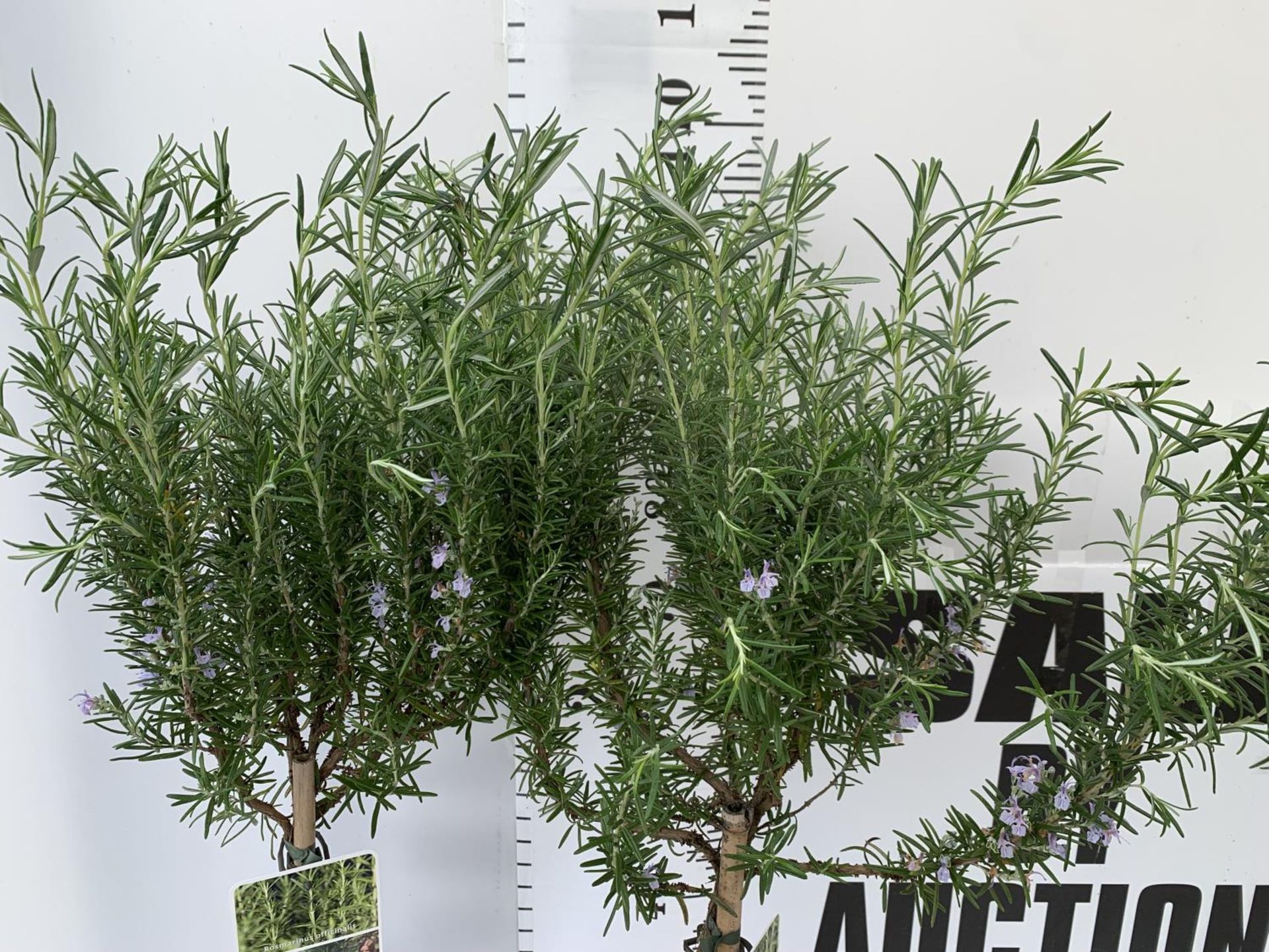 TWO ROSEMARY OFFICINALIS STANDARD TREES APPROX 120CM IN HEIGHT IN 3LTR POTS NO VAT TO BE SOLD FOR - Image 2 of 4