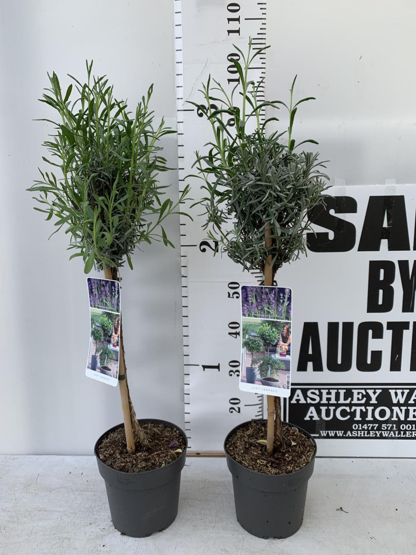 TWO LAVENDER 'AUSUGTFOLIA' STANDARD TREES APPROX 90CM IN HEIGHT IN 3LTR POTS PLUS VAT TO BE SOLD FOR