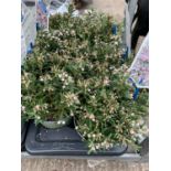 SIX POTS OF ANDROMEDA POLIFOLIA COMPACTA TO BE SOLD FOR THE SIX PLUS VAT