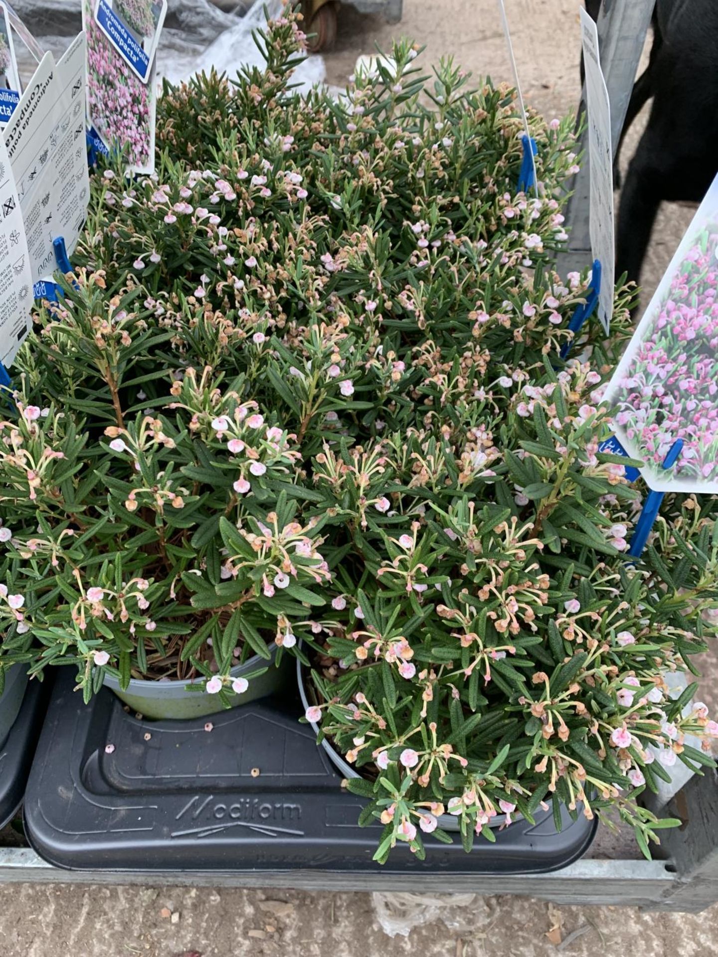 SIX POTS OF ANDROMEDA POLIFOLIA COMPACTA TO BE SOLD FOR THE SIX PLUS VAT