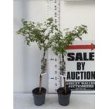 TWO STANDARD VIBURNUM PLICATUM 'WATANABE' APPROX 110CM IN HEIGHT IN 3 LTR POTS PLUS VAT TO BE SOLD