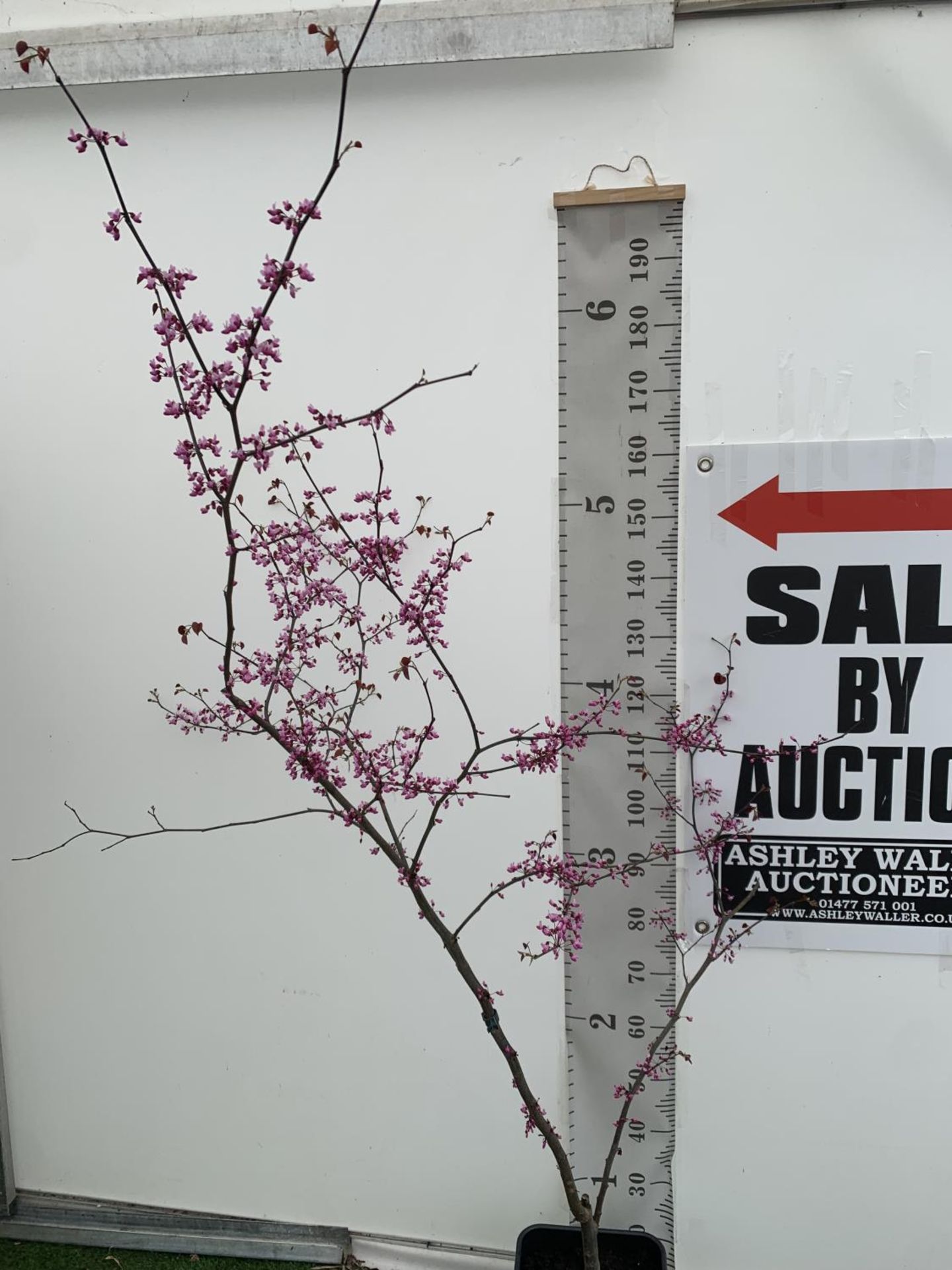 A CERCIS CANADENSIS CANADIAN REDBUD TREE IN PINK FLOWER OVER 2 METRES IN HEIGHT PLUS VAT IN A 7 - Bild 2 aus 8