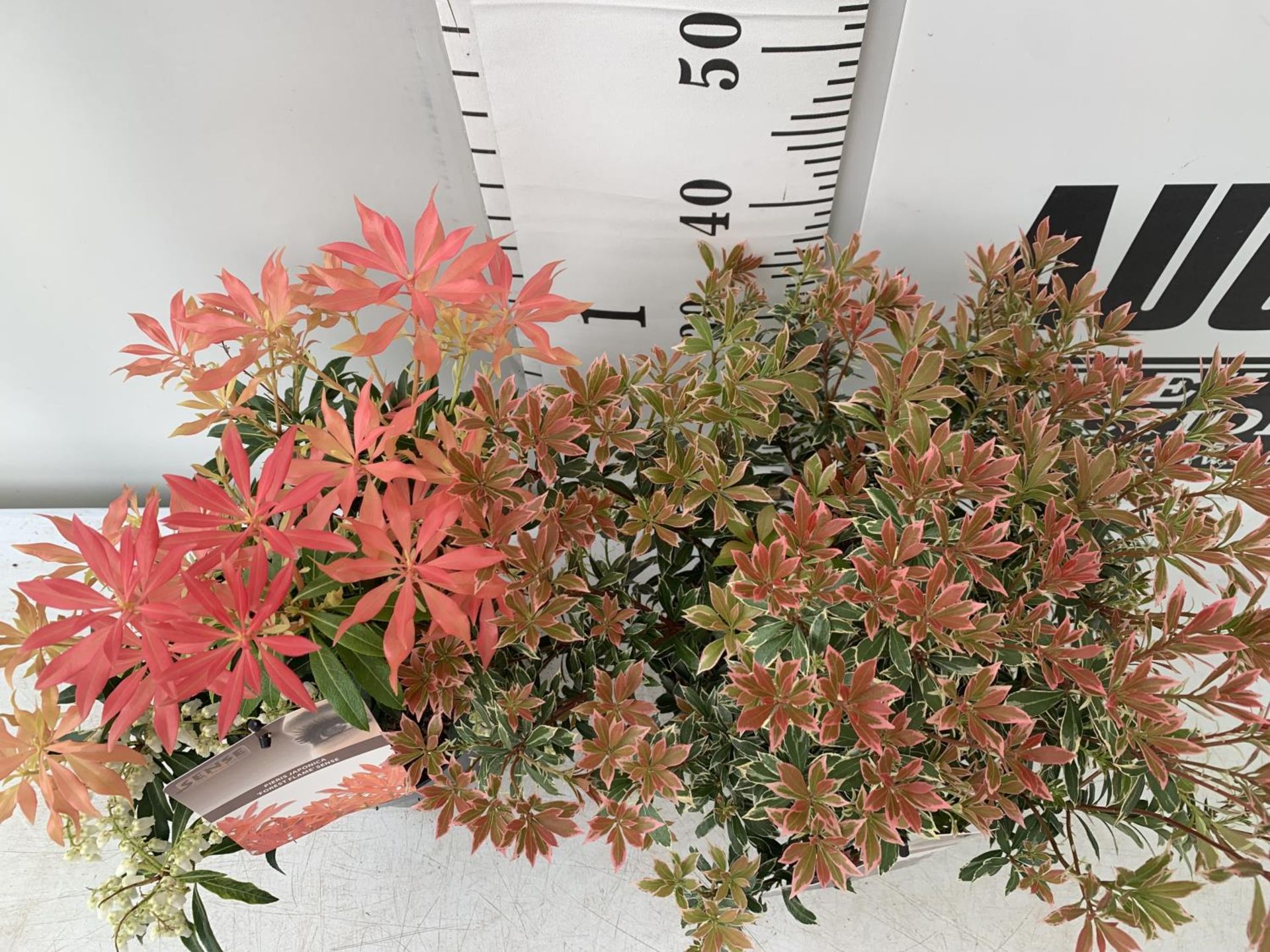 TWO PIERIS JAPONICA 'LITTLE HEATH' AND 'FOREST FLAME' IN 3 LTR POTS 50CM TALL PLUS VAT TO BE SOLD - Image 2 of 6