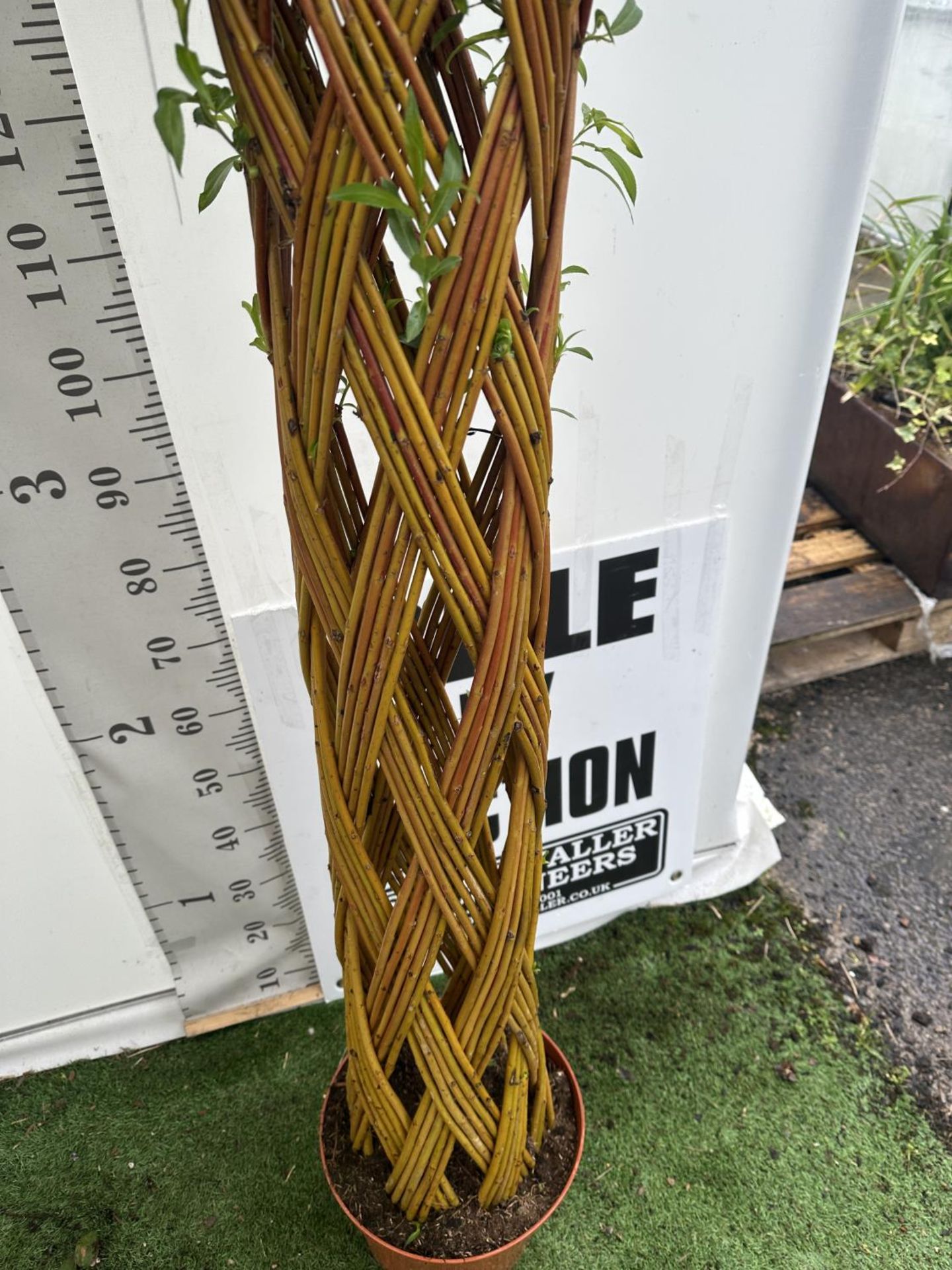 A PAIR OF SALIX LIVING WILLOW EXCLUSIVE IN 7.5 LTR POTS OVER 200 CM TALL TO BE SOLD FOR THE PAIR - Image 3 of 6